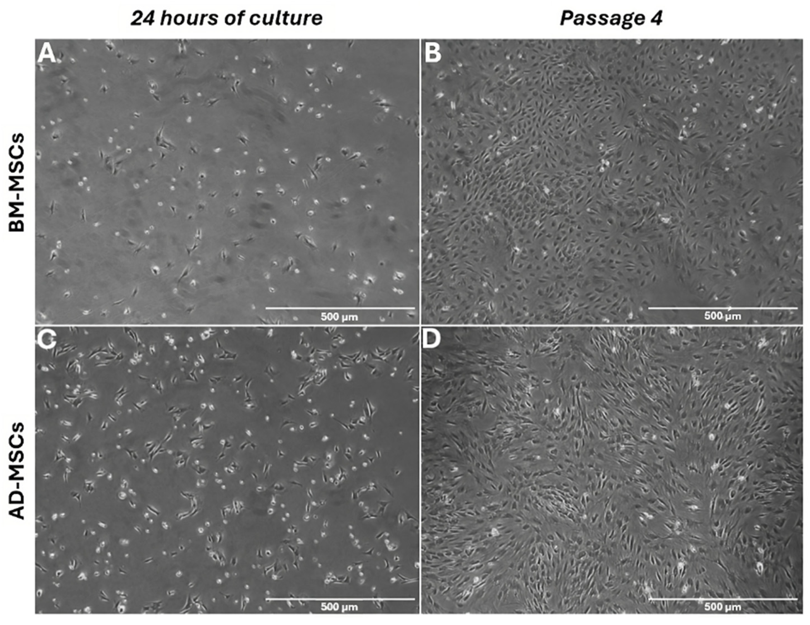 Biomedicines 12 01923 g002
