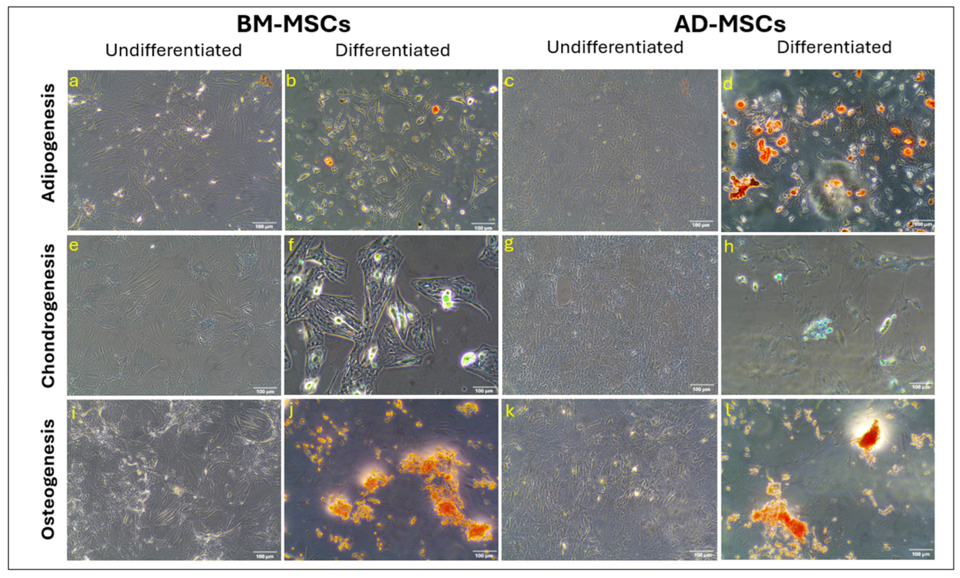 Biomedicines 12 01923 g004