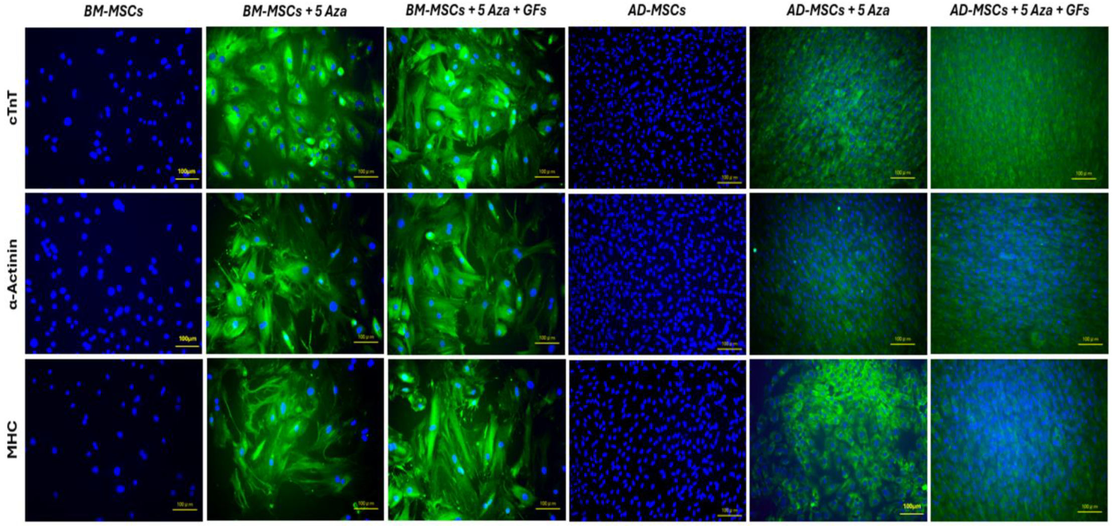 Biomedicines 12 01923 g009