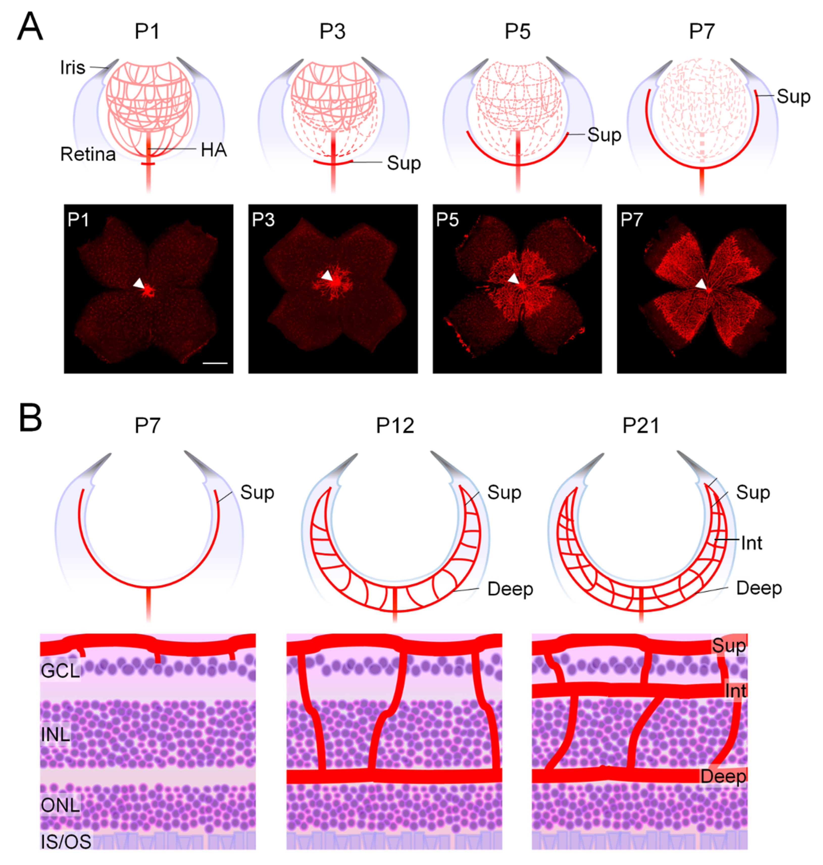 Biomedicines 12 01937 g001