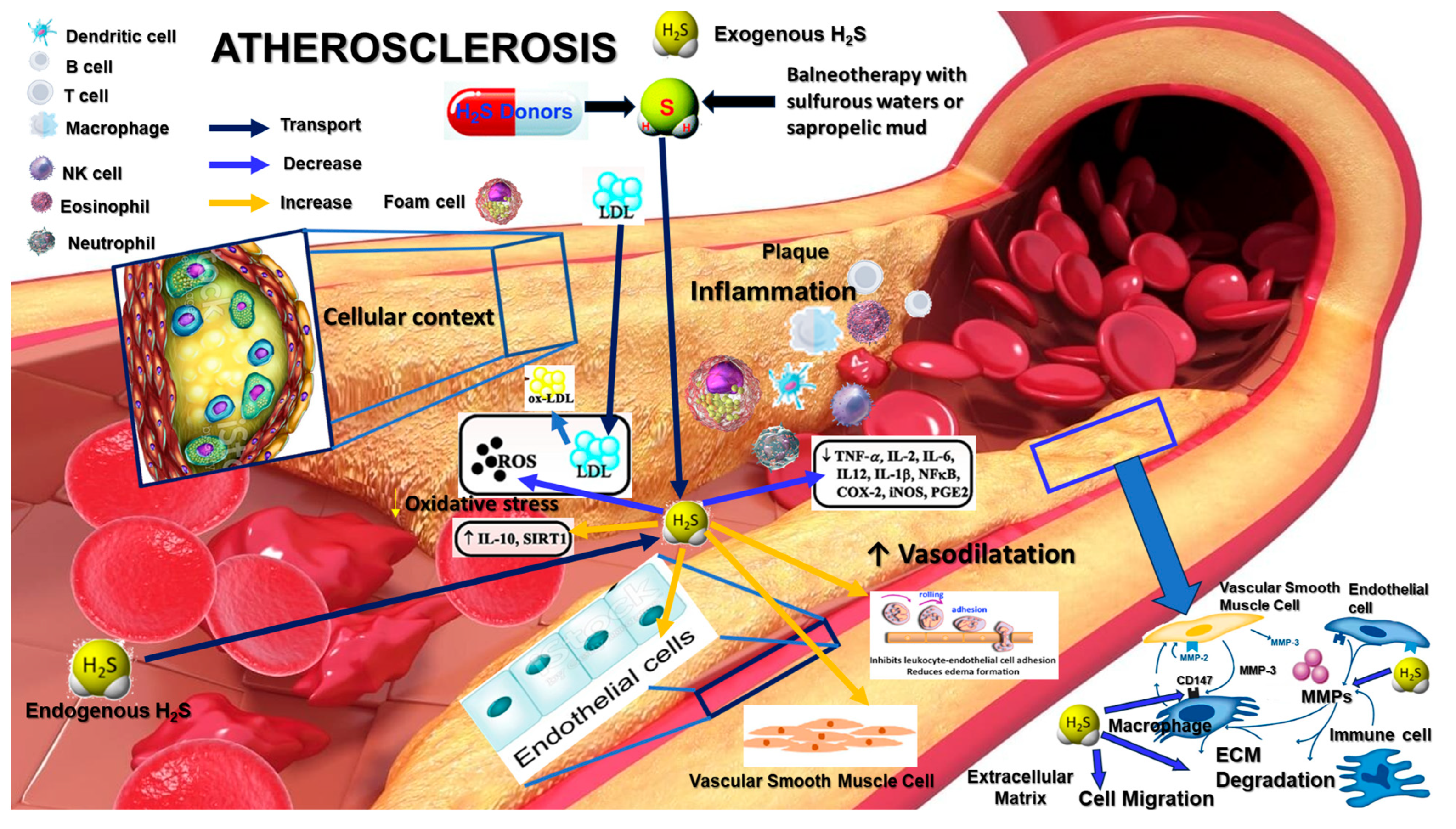 Biomedicines 12 01951 g001