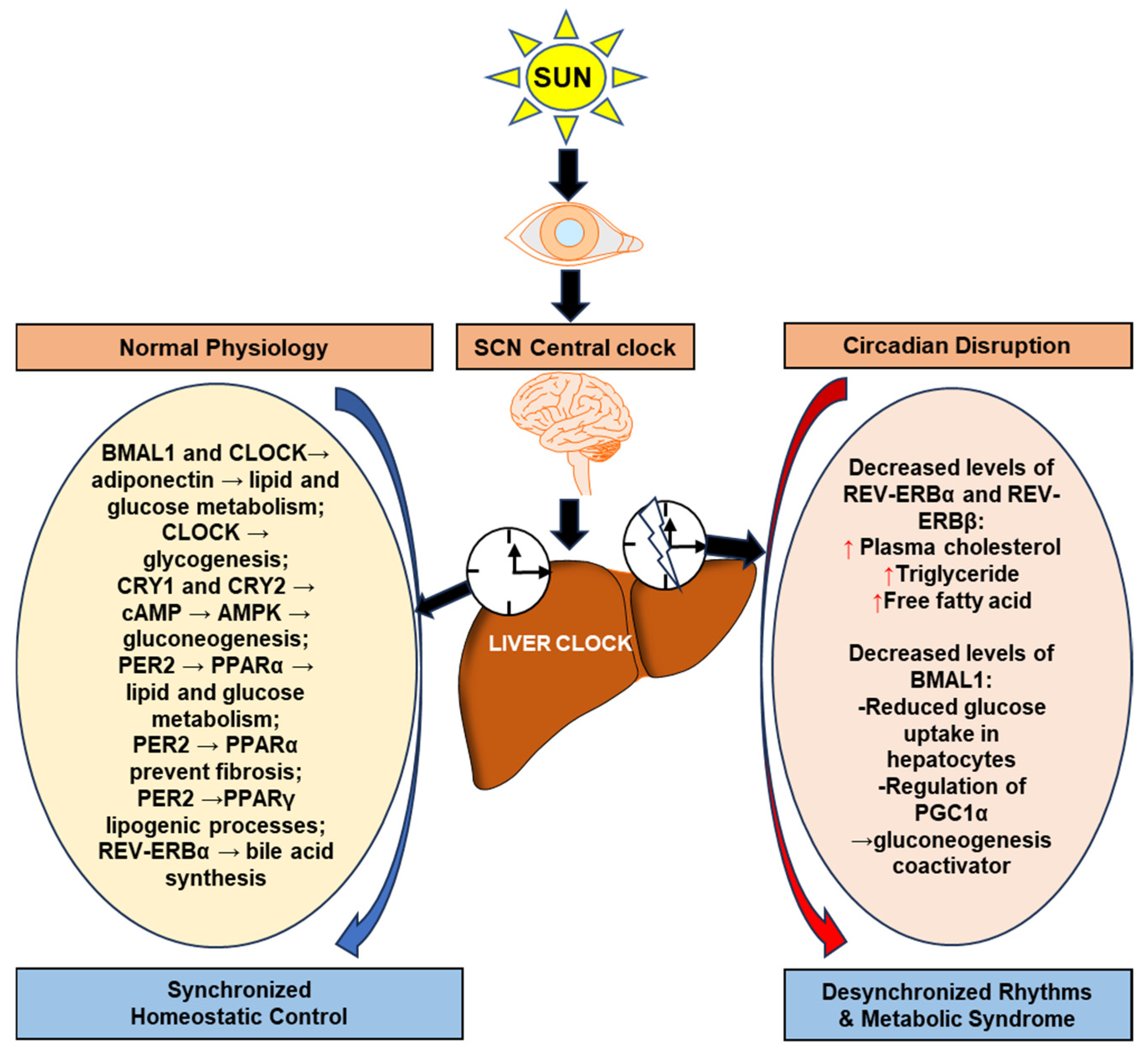 Biomedicines 12 01961 g001