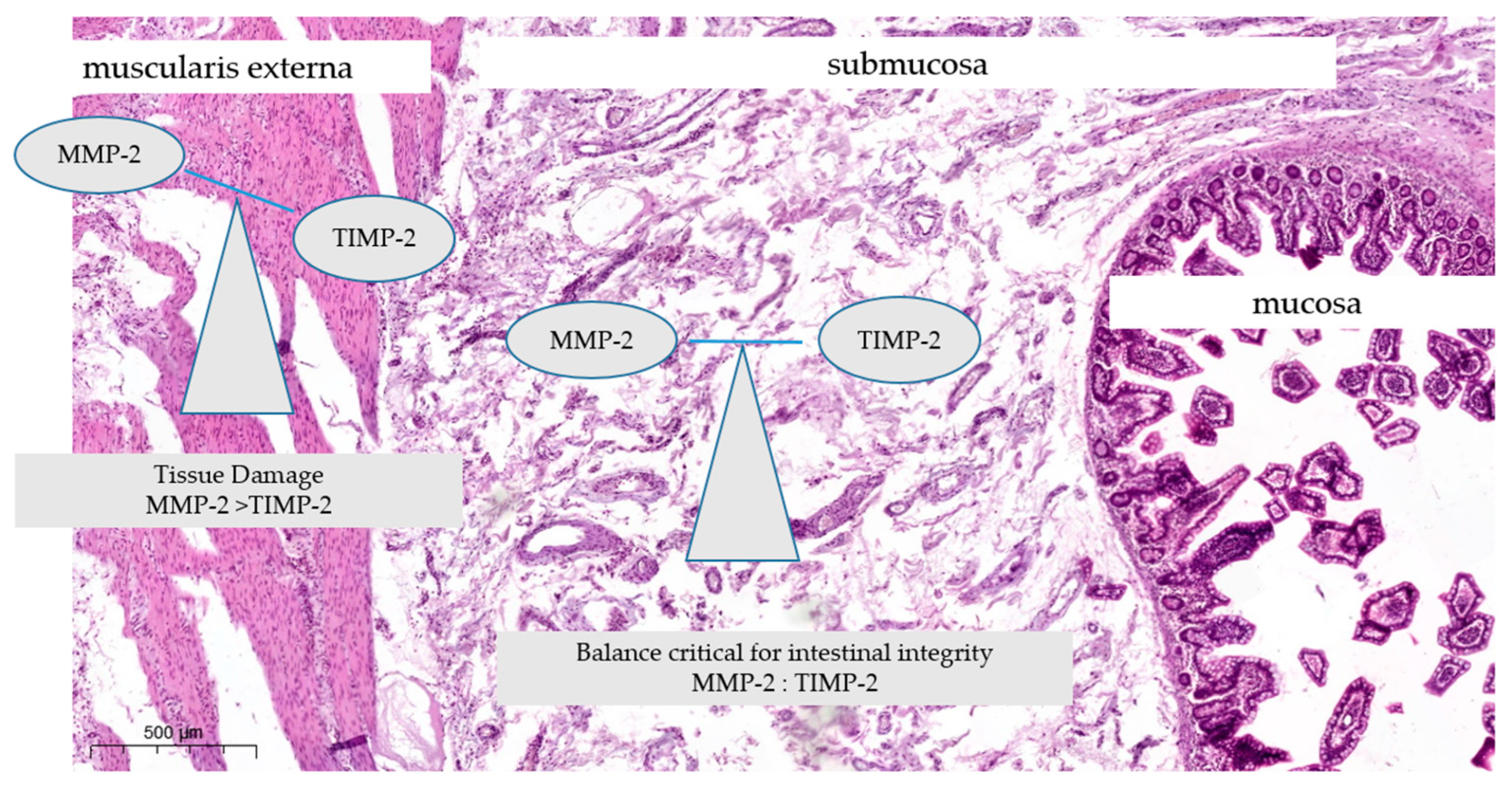 Biomedicines 12 01966 g001