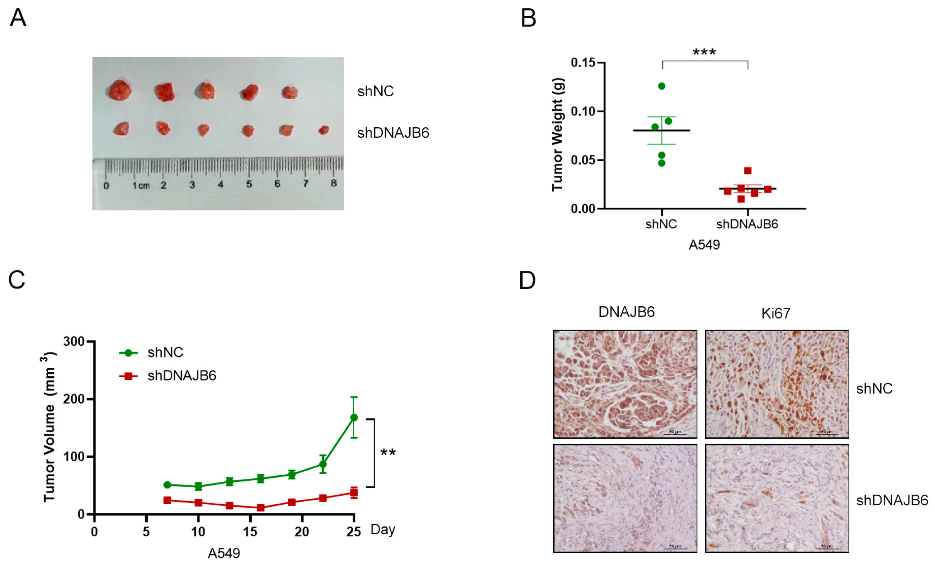 Biomedicines 12 01981 g009