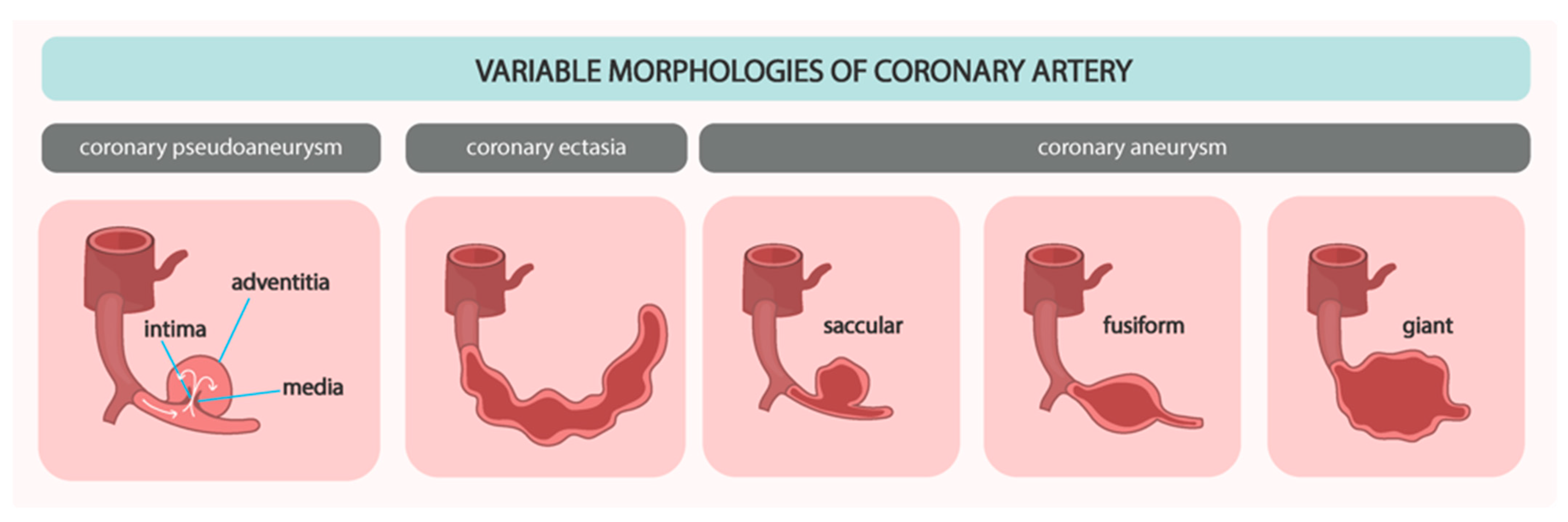 Biomedicines 12 01984 g001 Biomedicines 12 01984 g001
