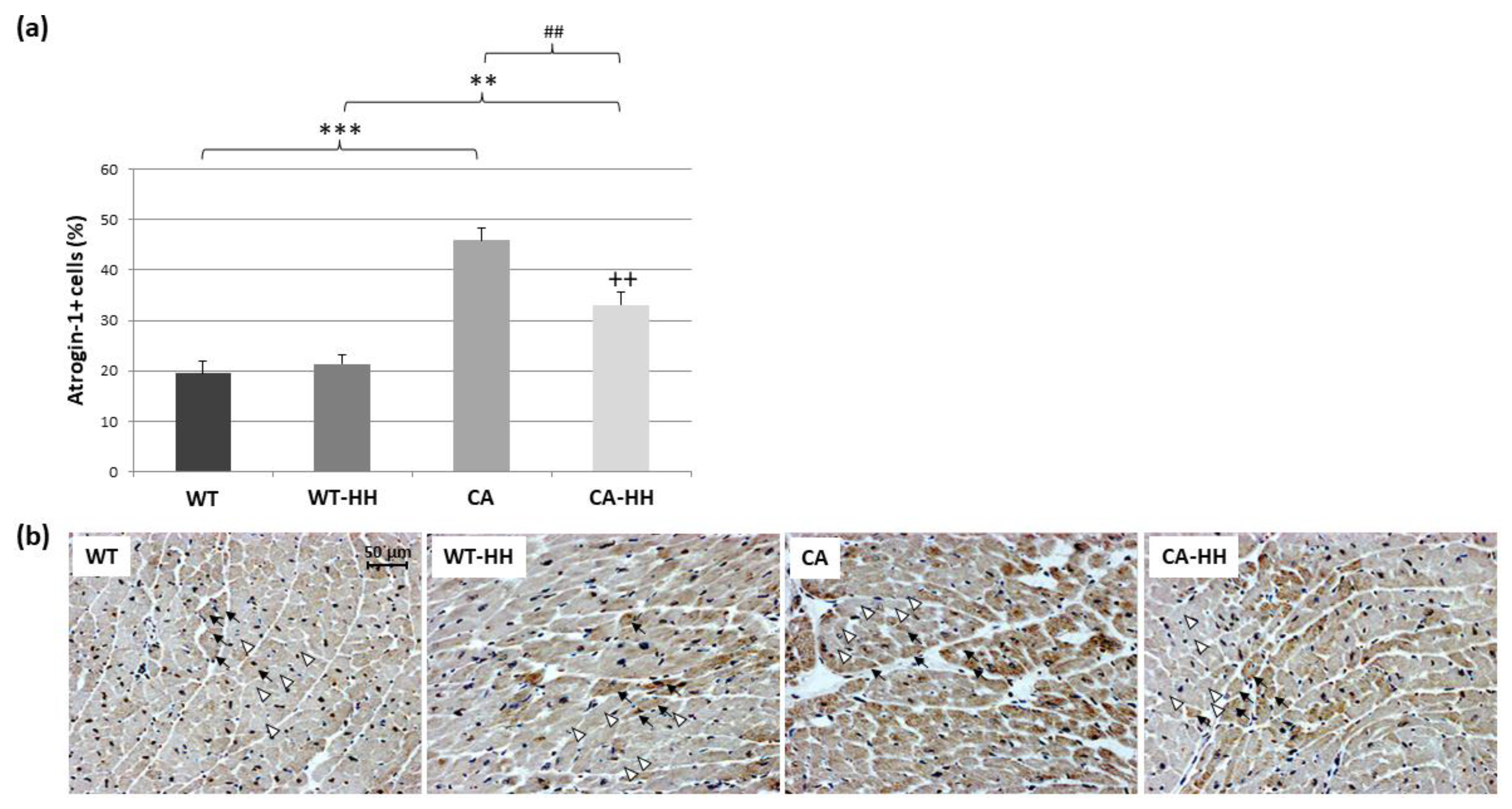 Biomedicines 12 02009 g002