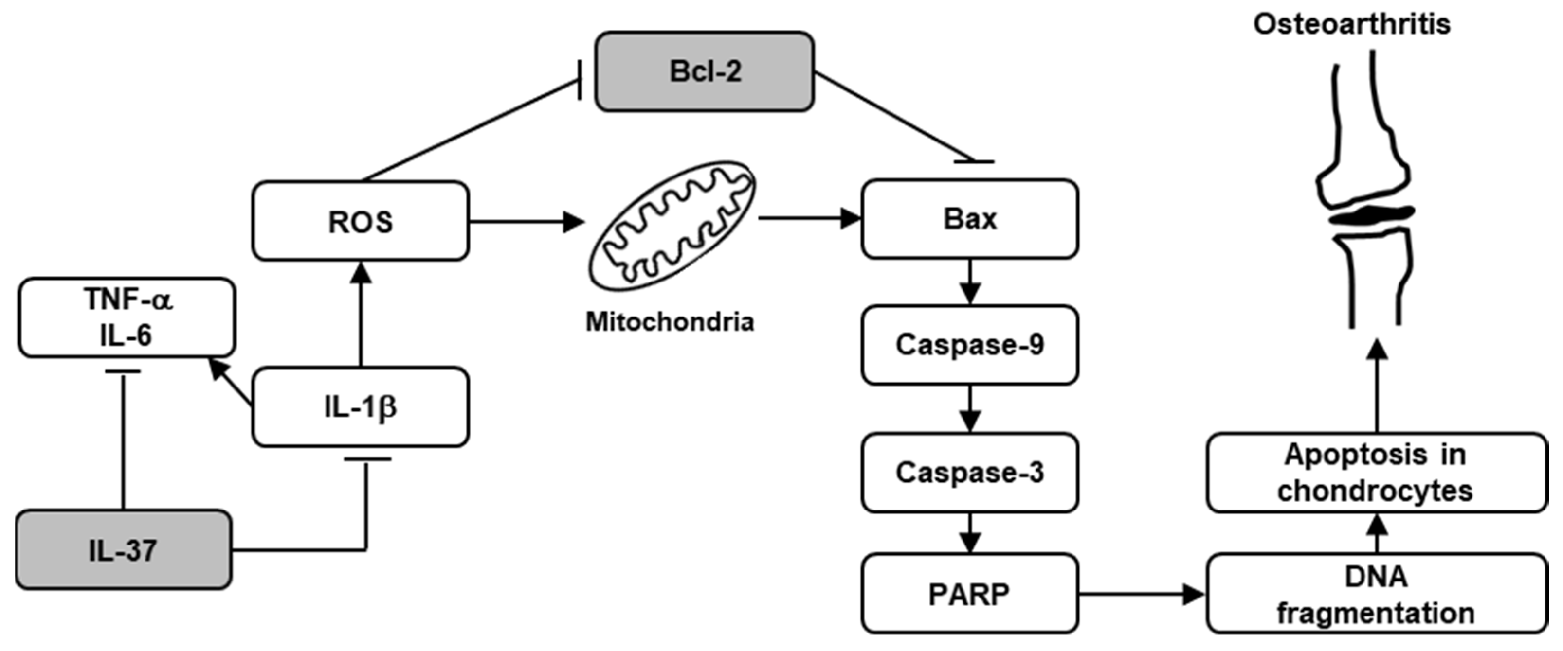 Biomedicines 12 02025 g006