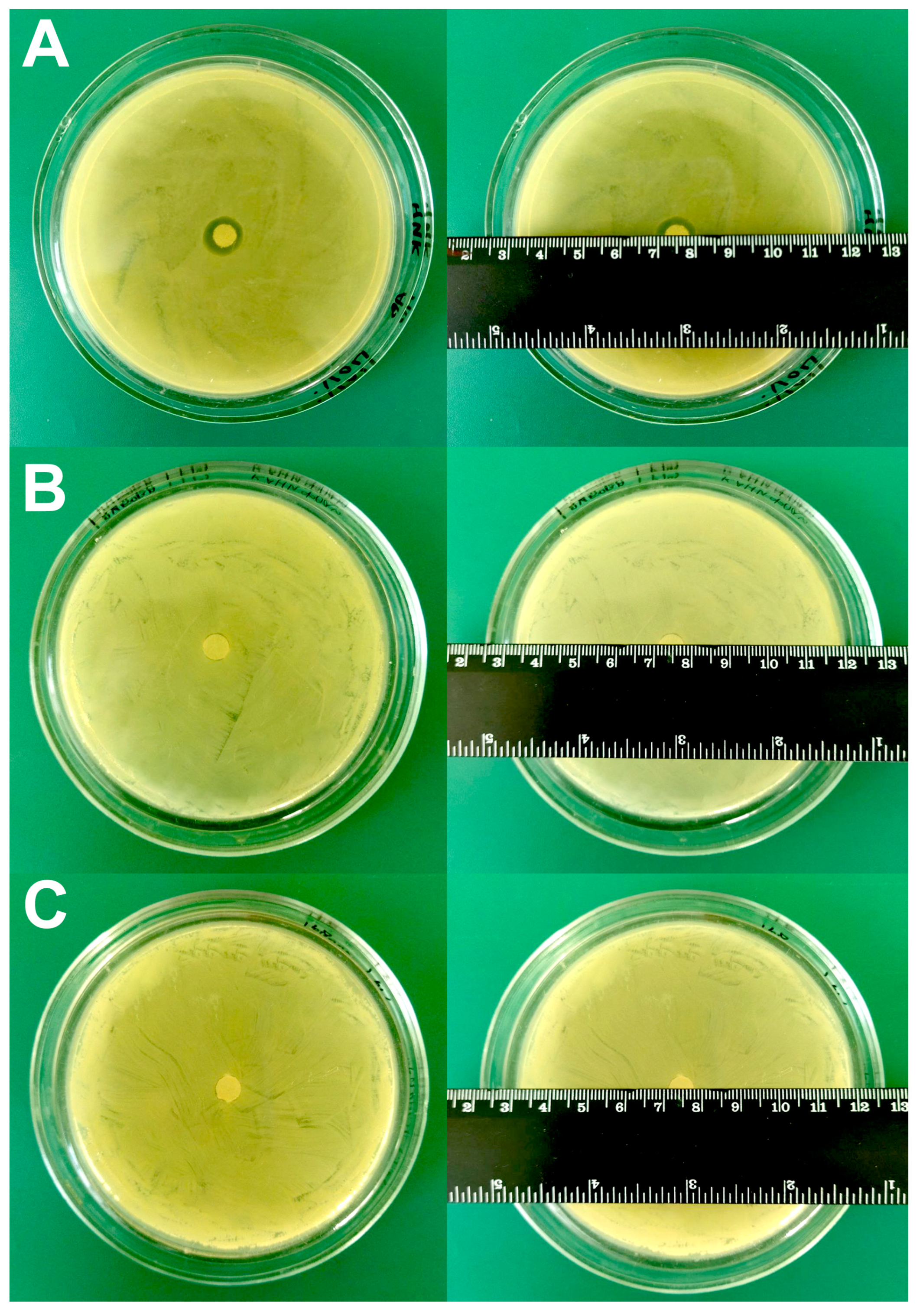 Biomedicines 12 02034 g001