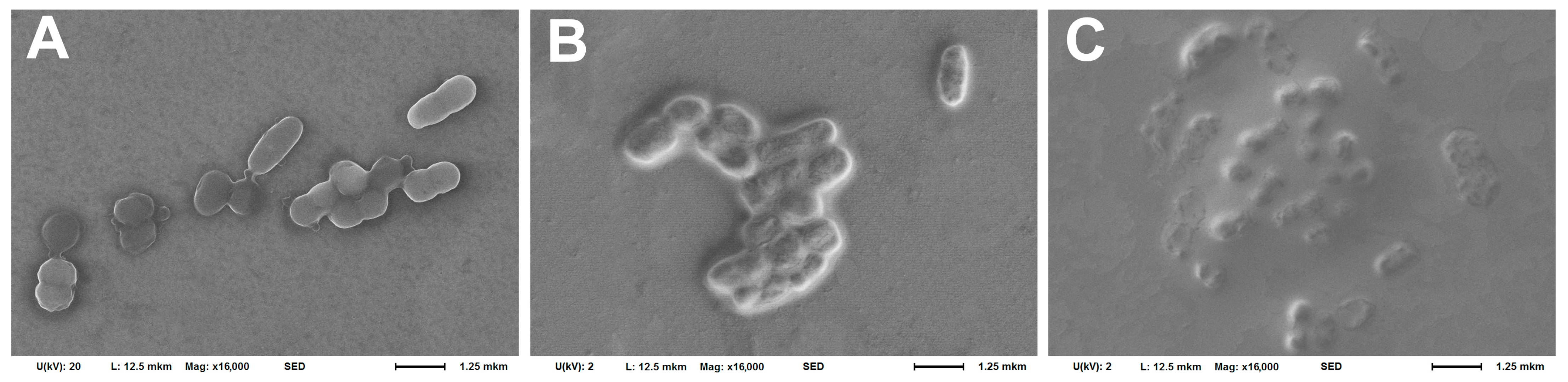 Biomedicines 12 02034 g002