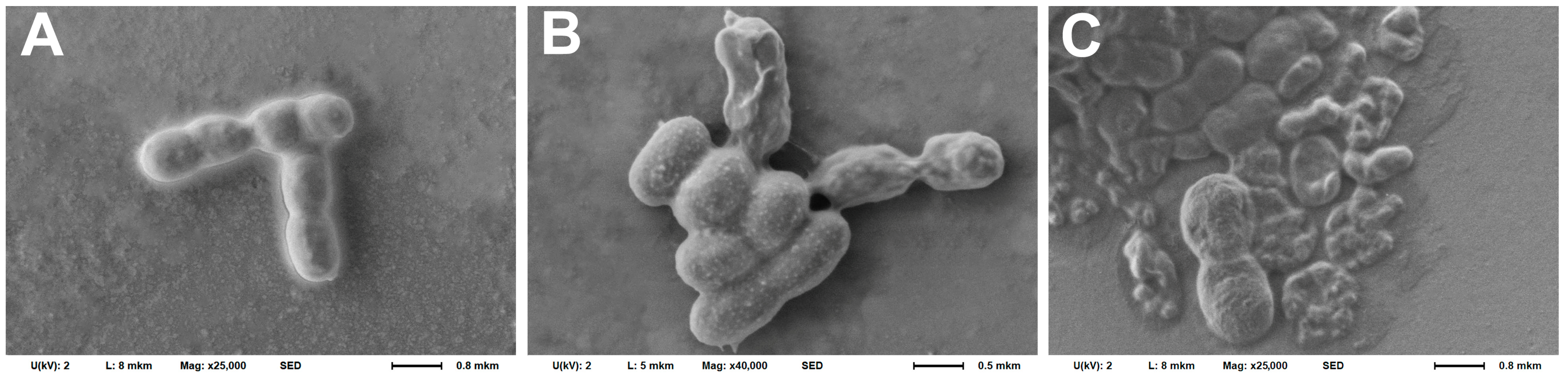 Biomedicines 12 02034 g010