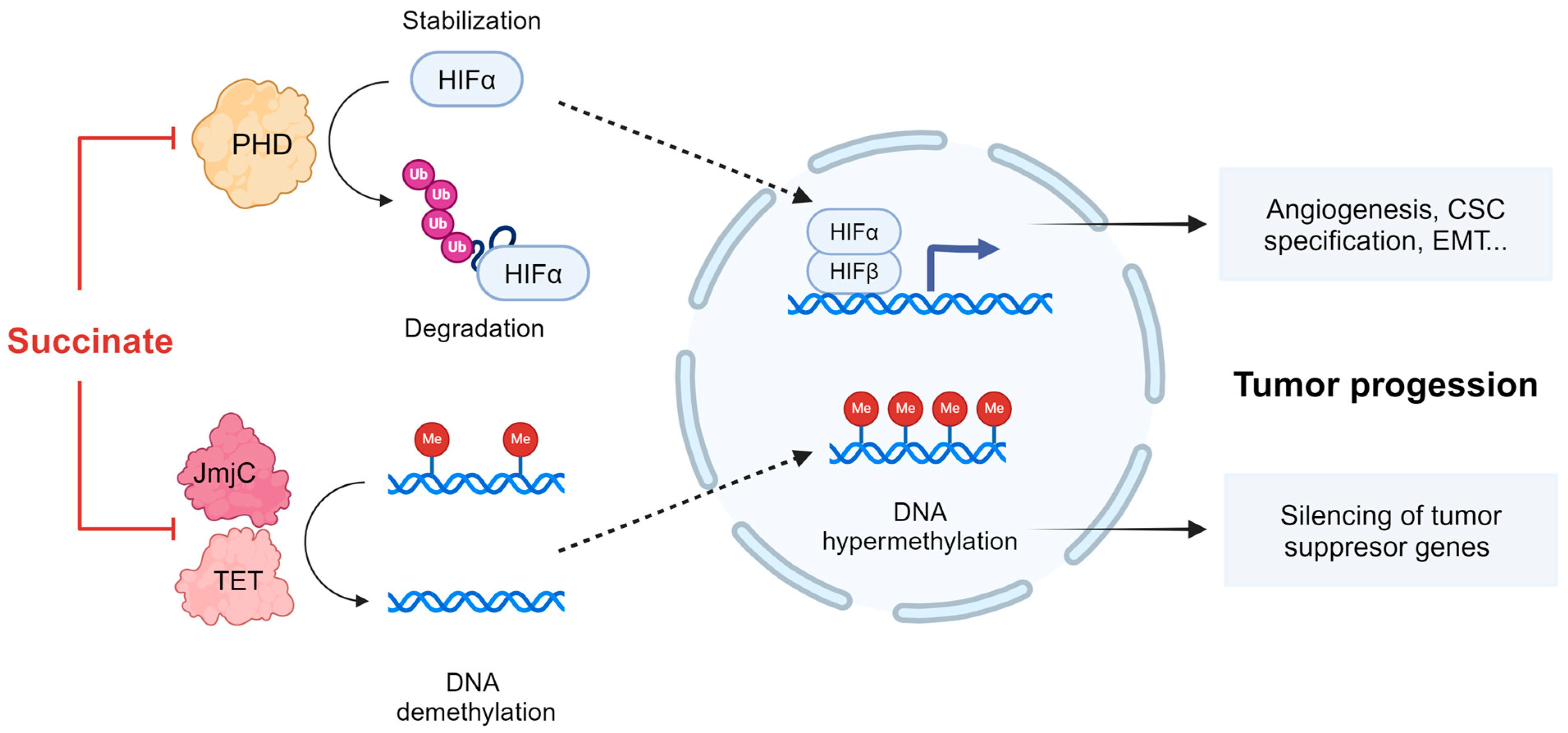 Biomedicines 12 02050 g002