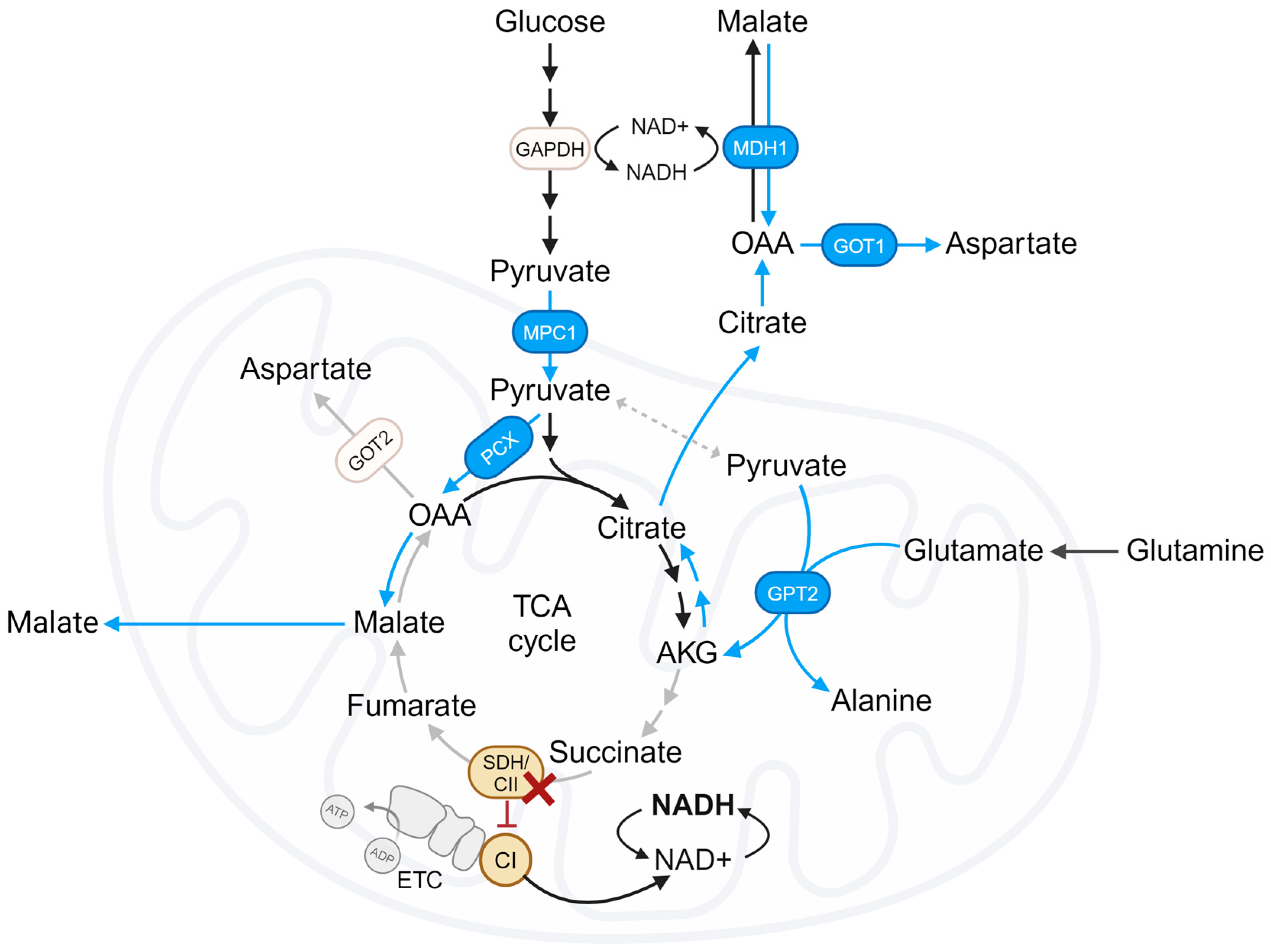 Biomedicines 12 02050 g004