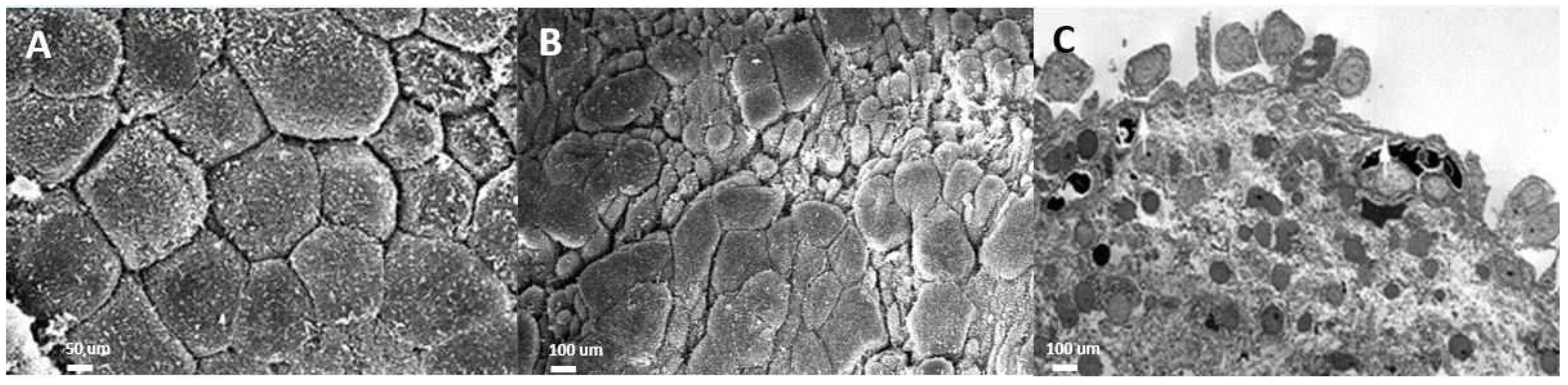 Biomedicines 12 02051 g001 Biomedicines 12 02051 g001