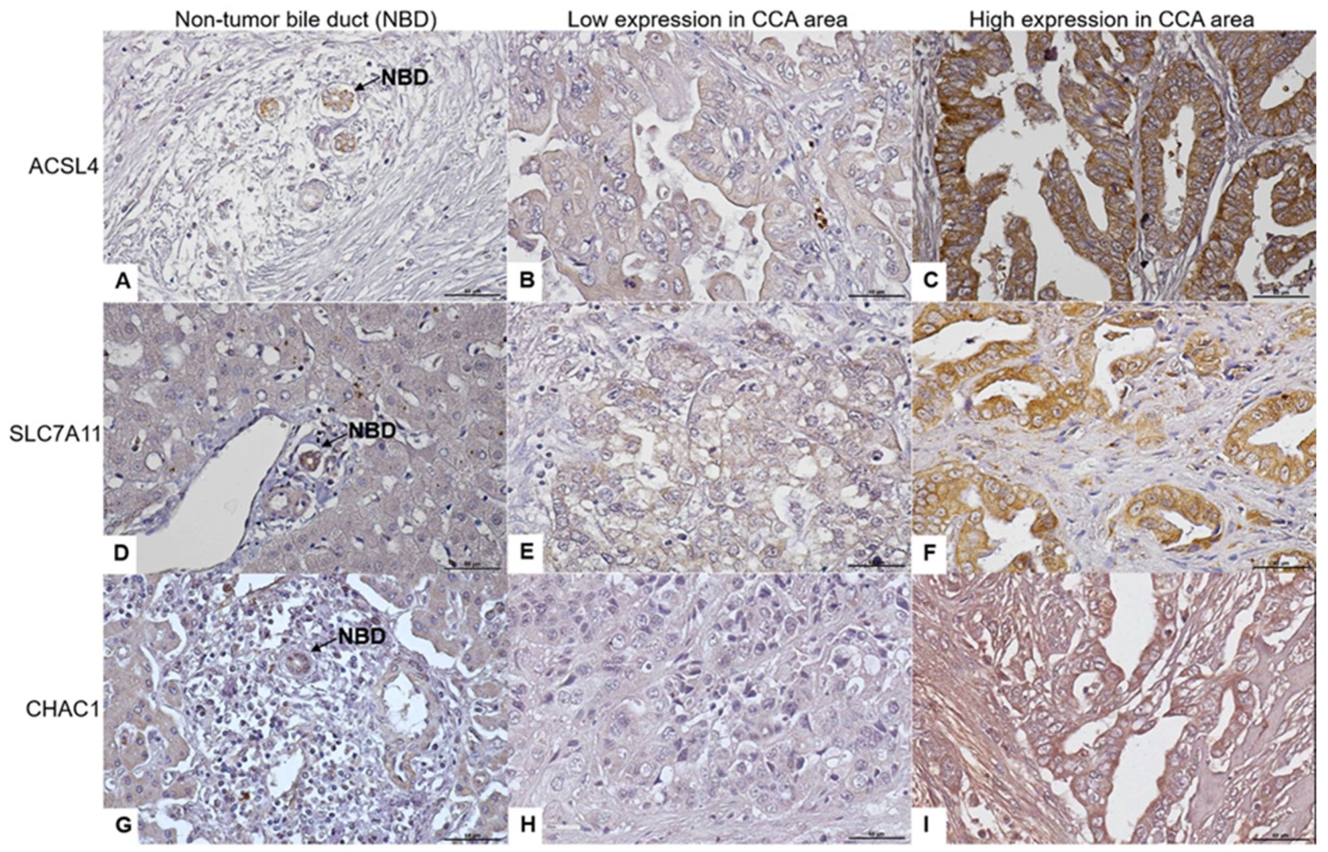 Biomedicines 12 02091 g001 Biomedicines 12 02091 g001