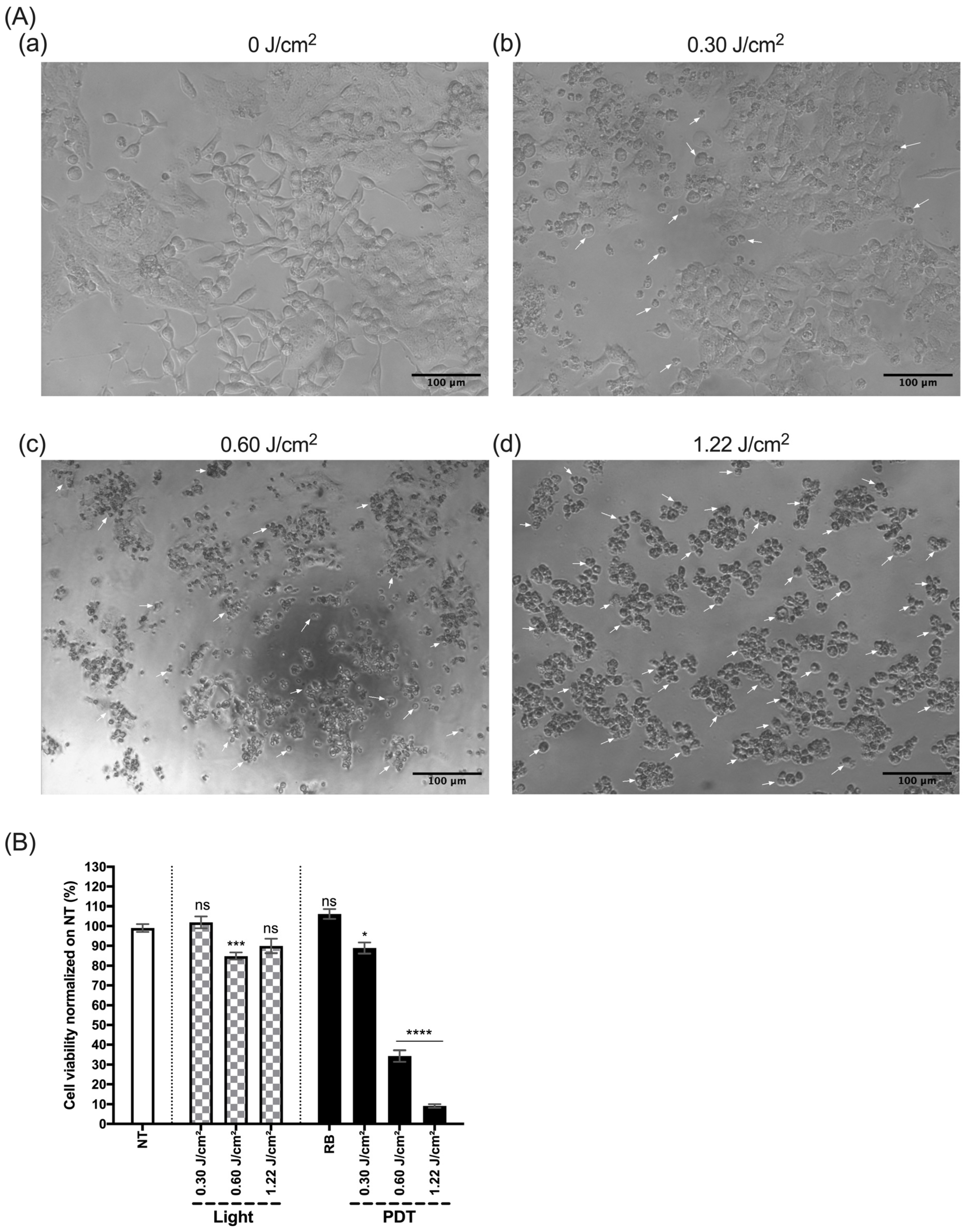 Biomedicines 12 02120 g012 Biomedicines 12 02120 g012