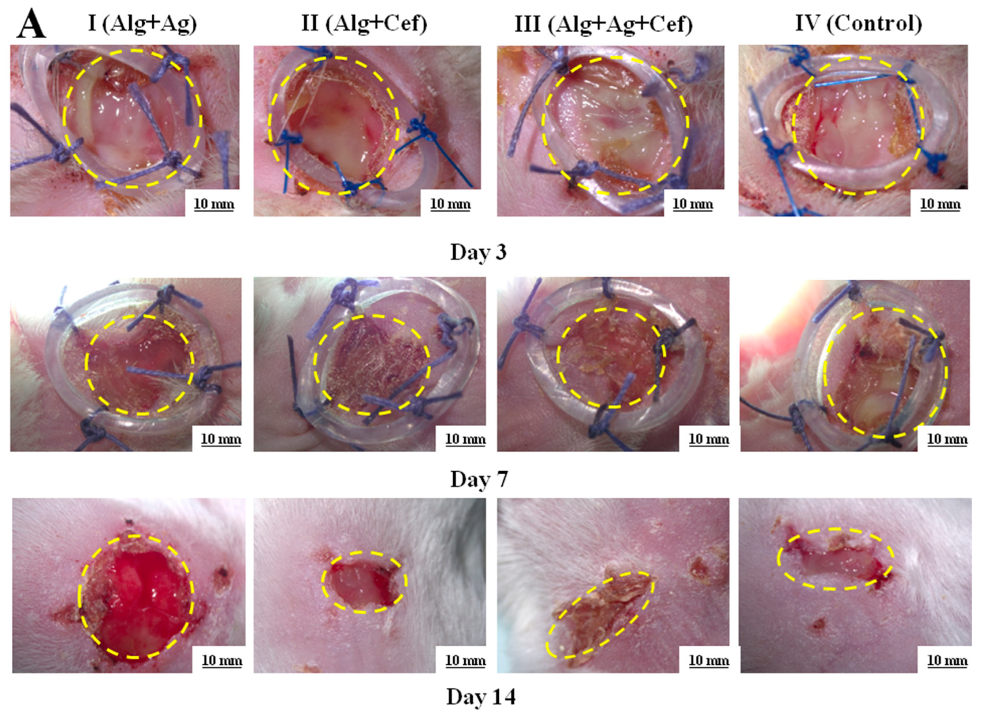 Biomedicines 12 02122 g004a