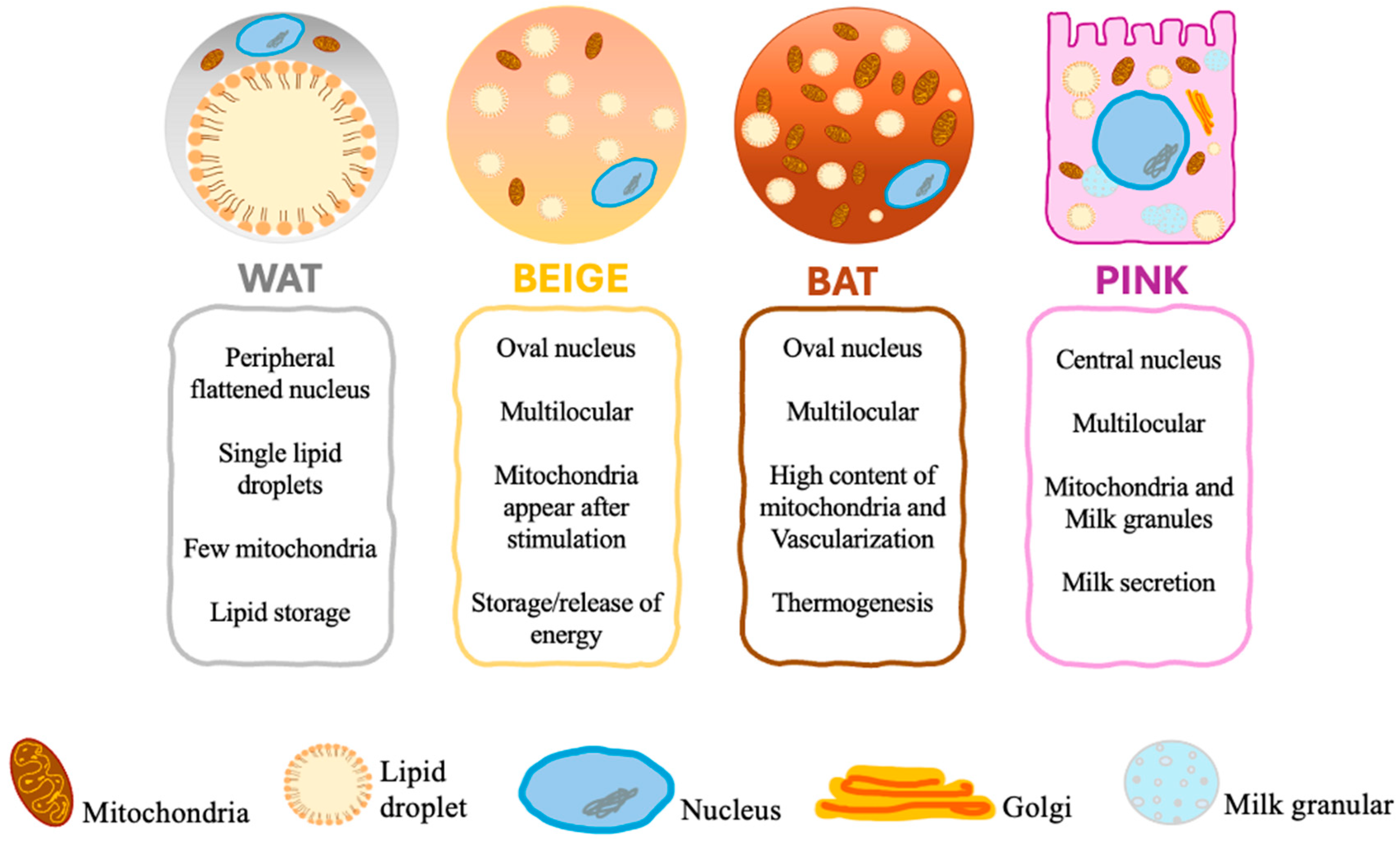 Biomedicines 12 02129 g001 Biomedicines 12 02129 g001
