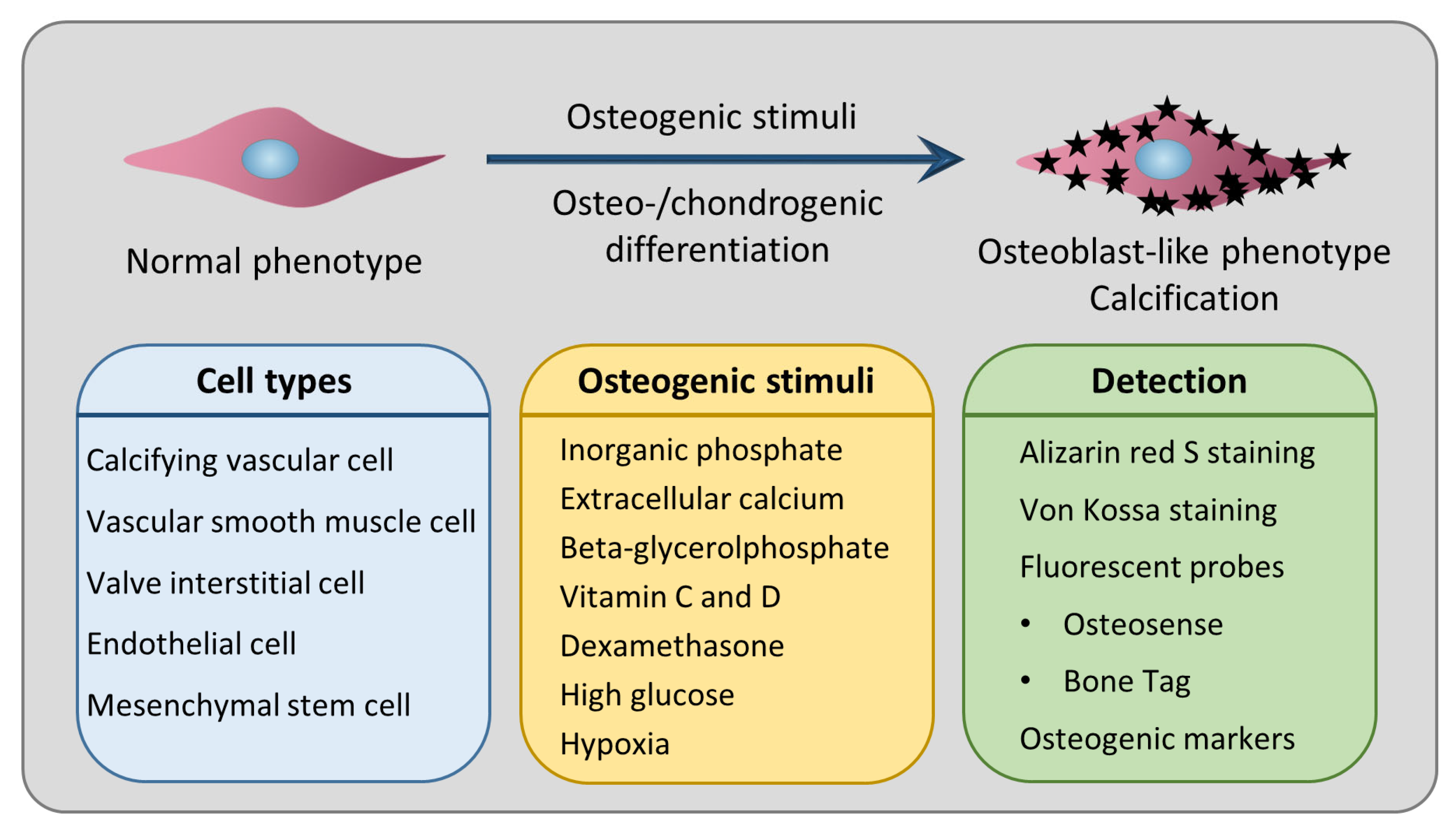 Biomedicines 12 02155 g001