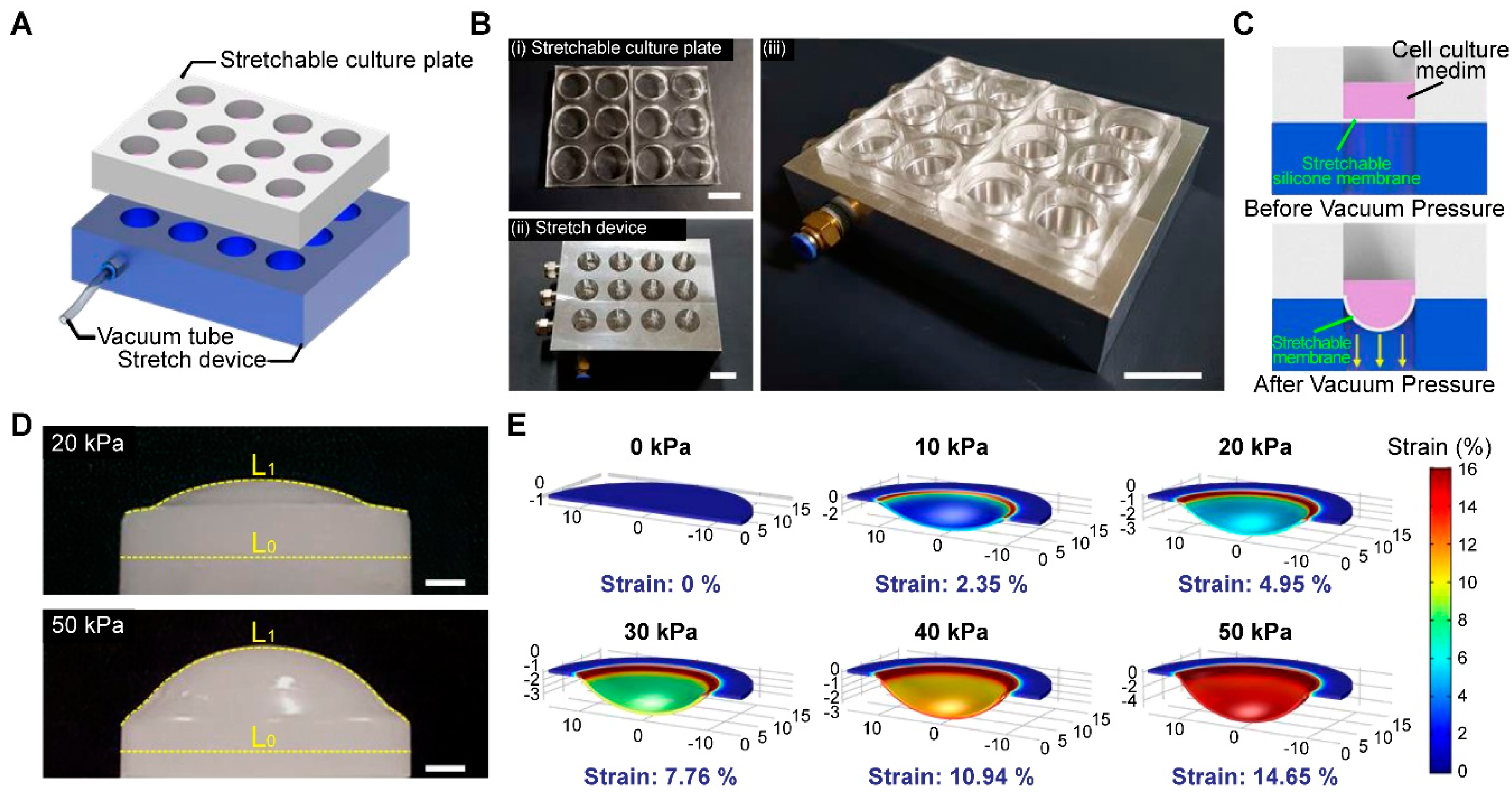 Biomedicines 12 02169 g001