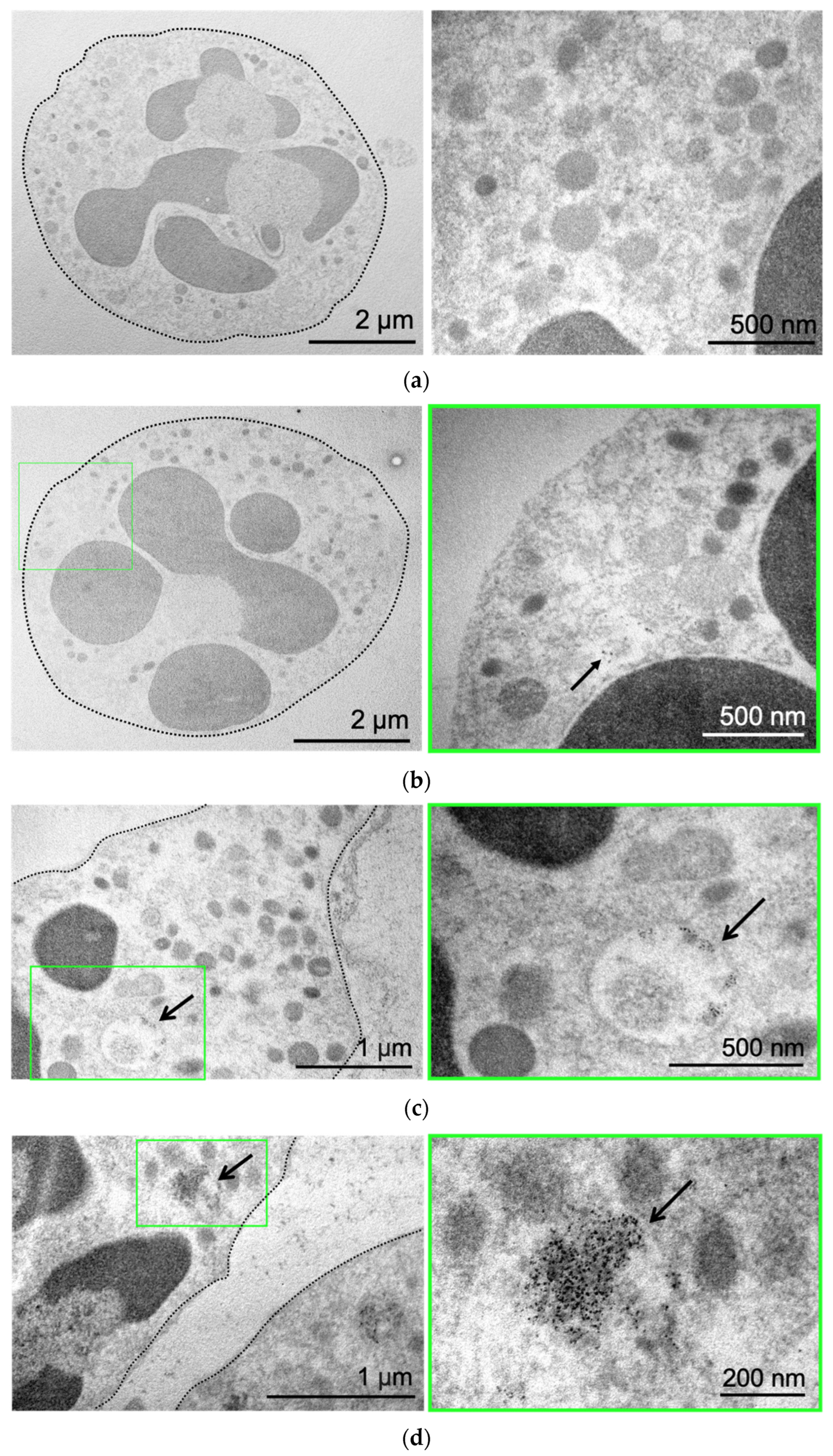 Biomedicines 12 02180 g002