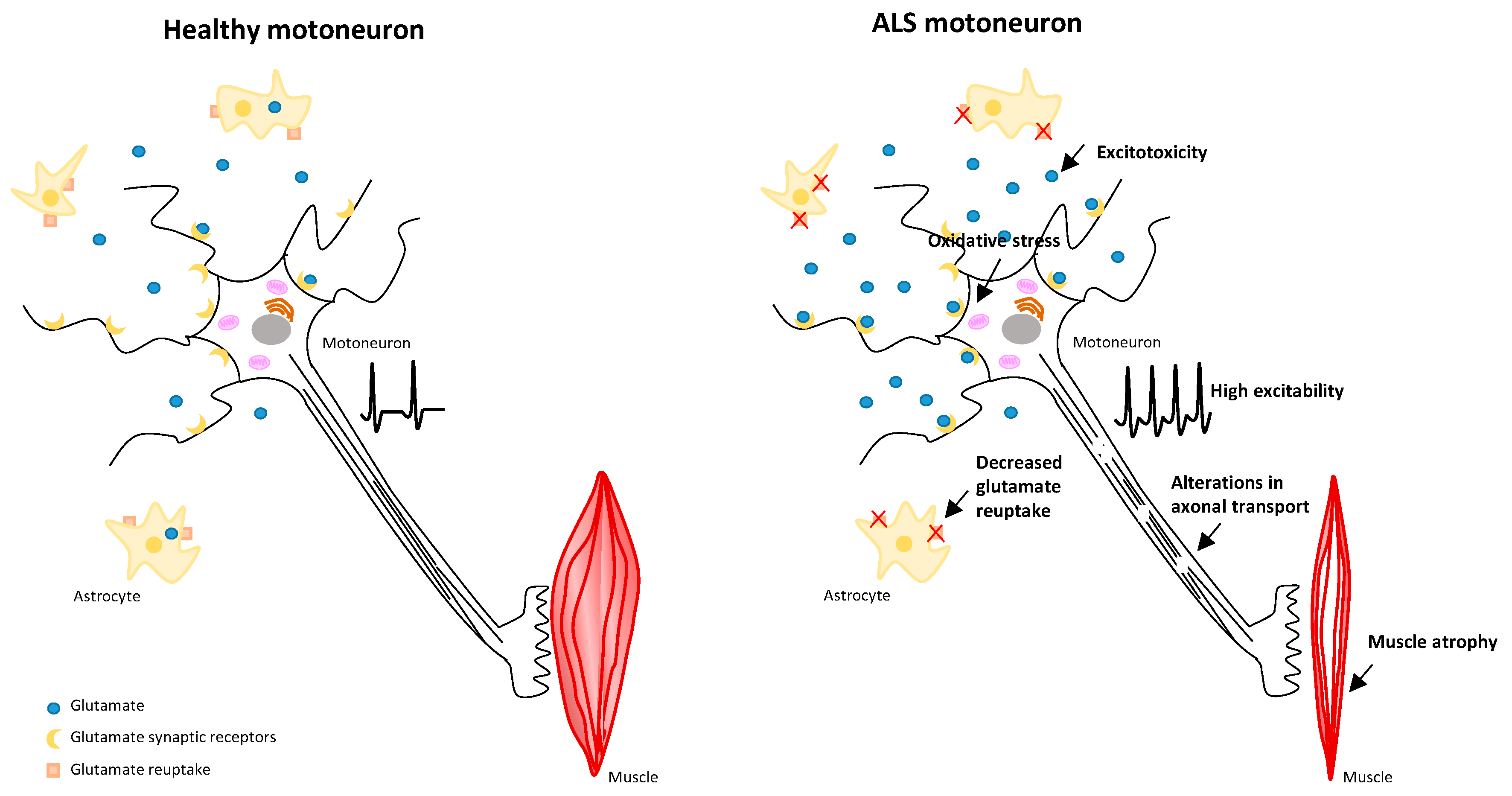 Biomedicines 12 02200 g001