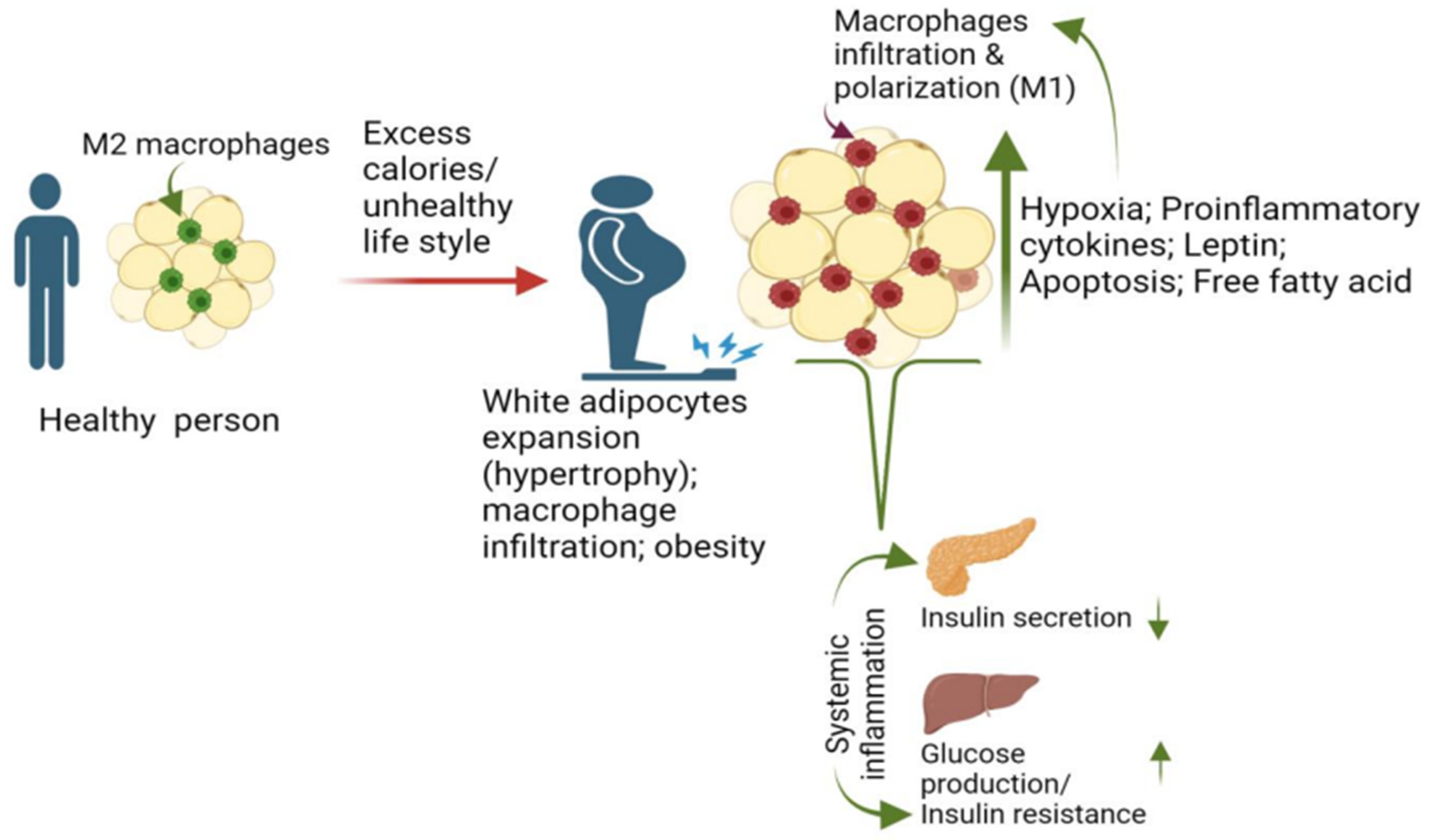 Biomedicines 12 02209 g001