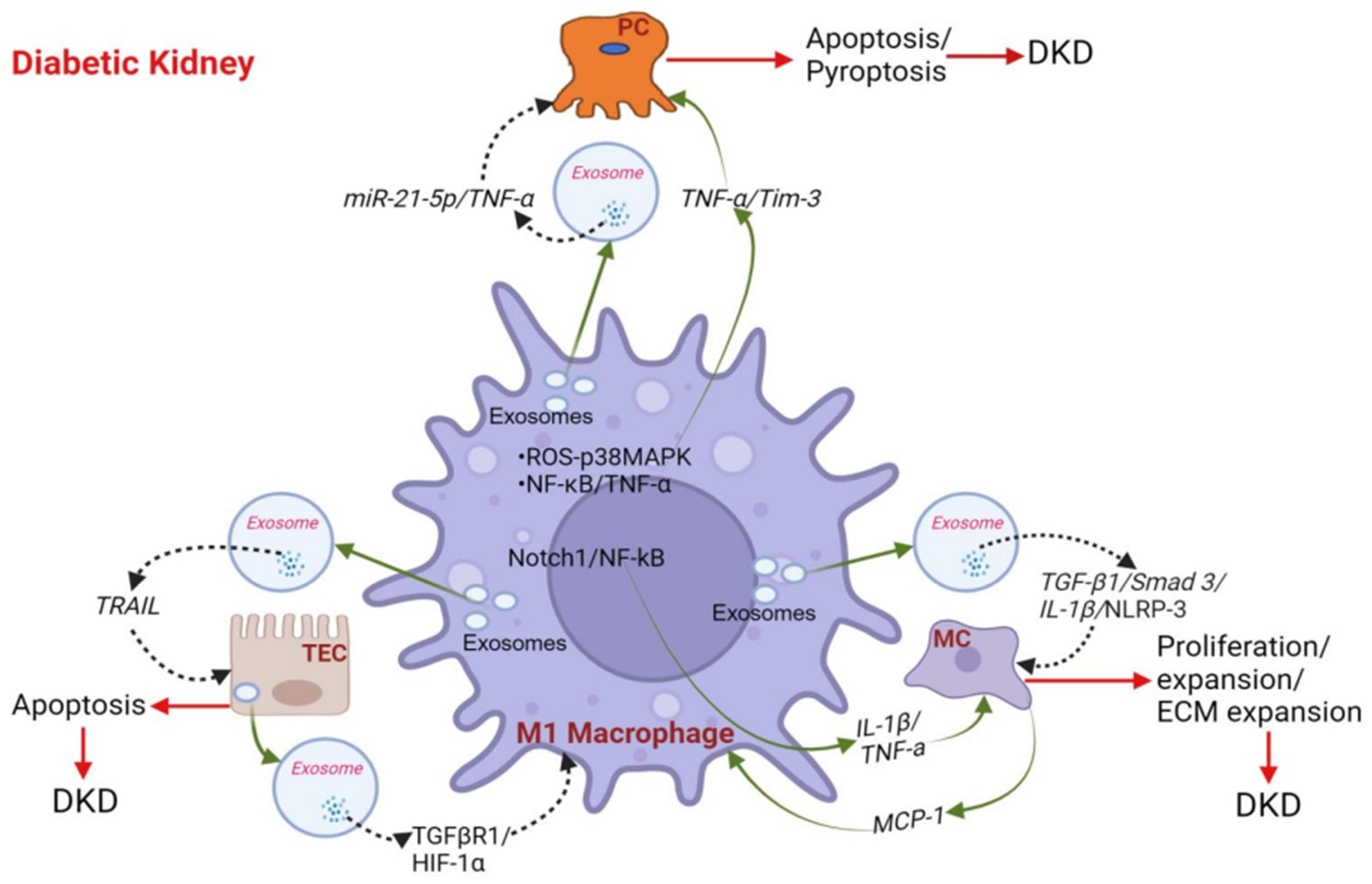 Biomedicines 12 02209 g003