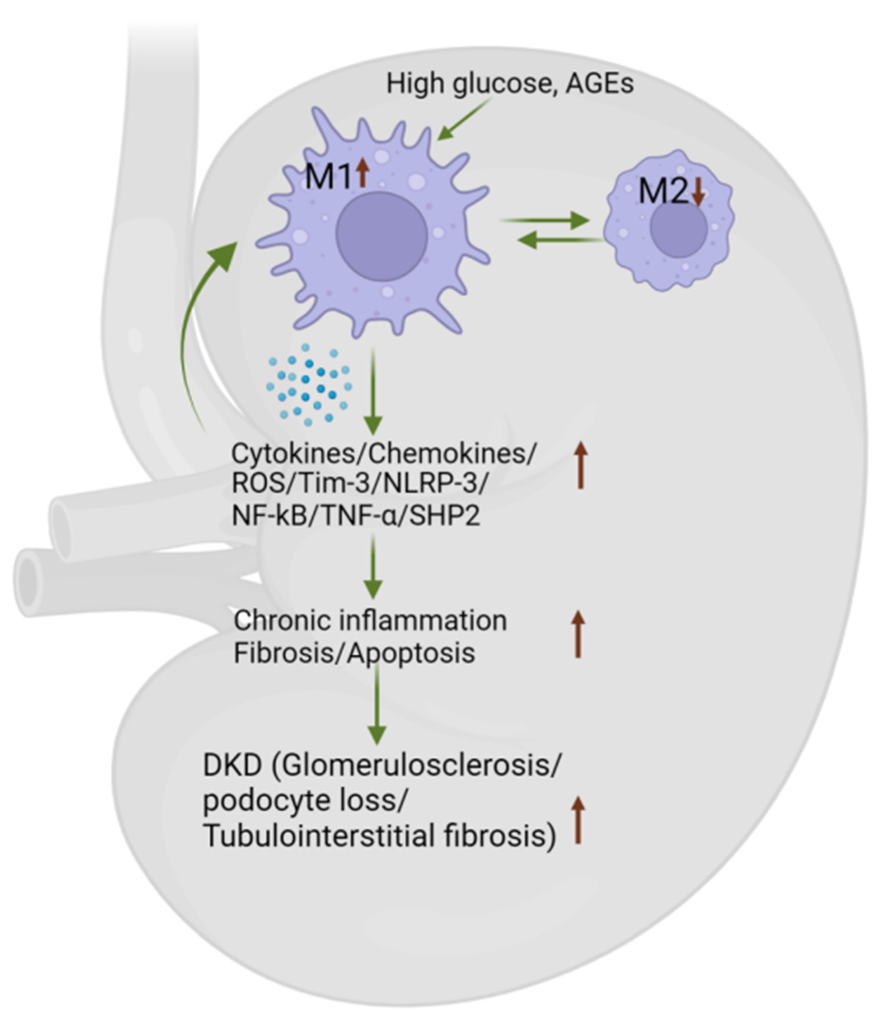 Biomedicines 12 02209 g004
