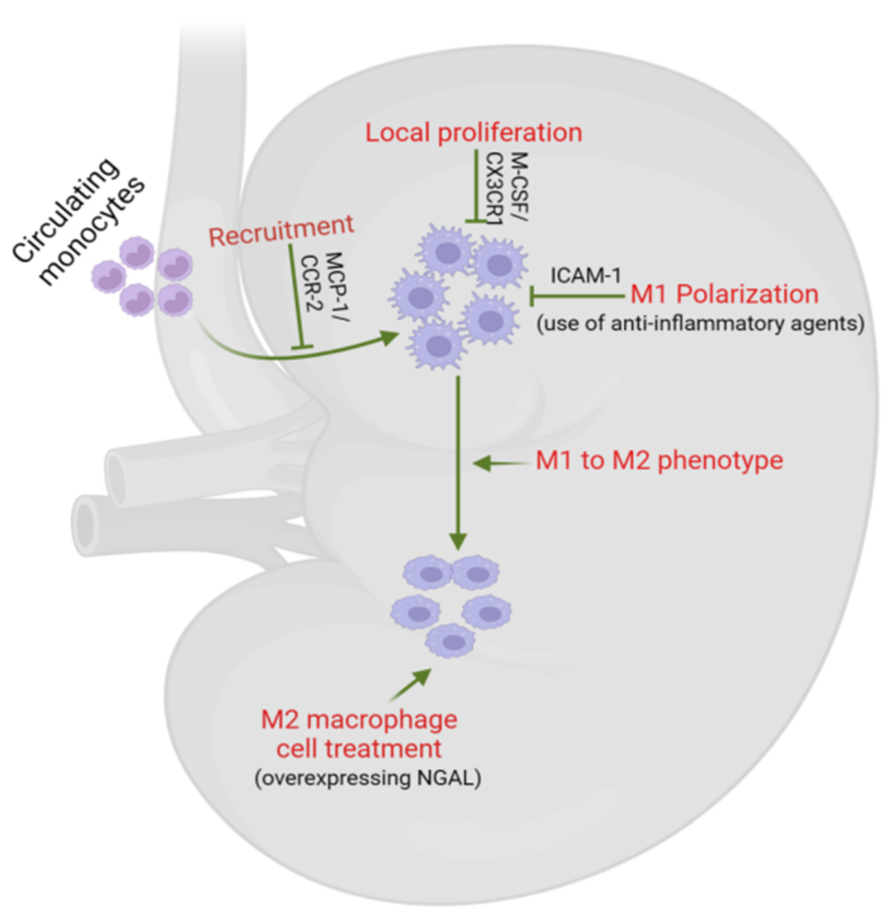 Biomedicines 12 02209 g005