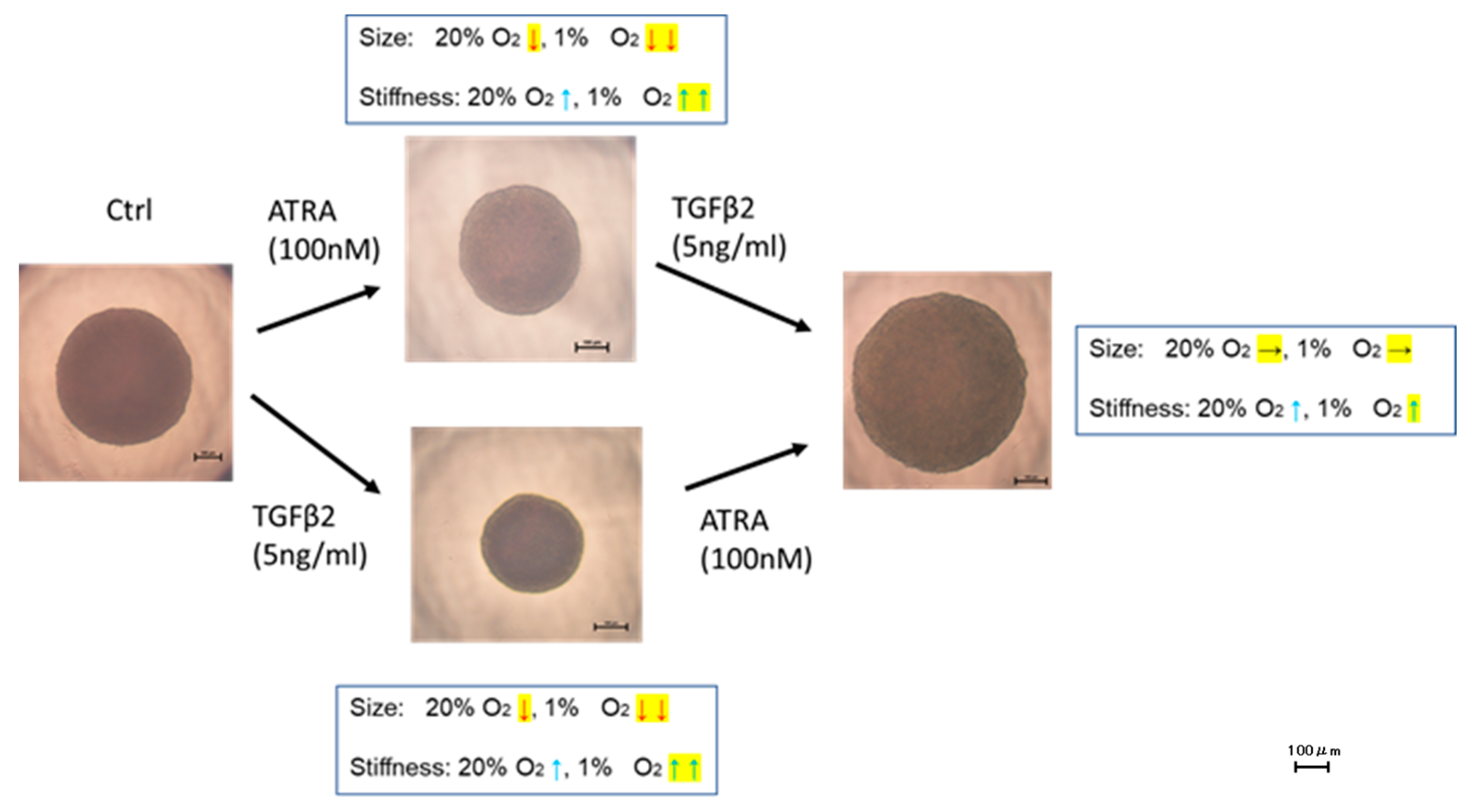 Biomedicines 12 02228 g008 Biomedicines 12 02228 g008