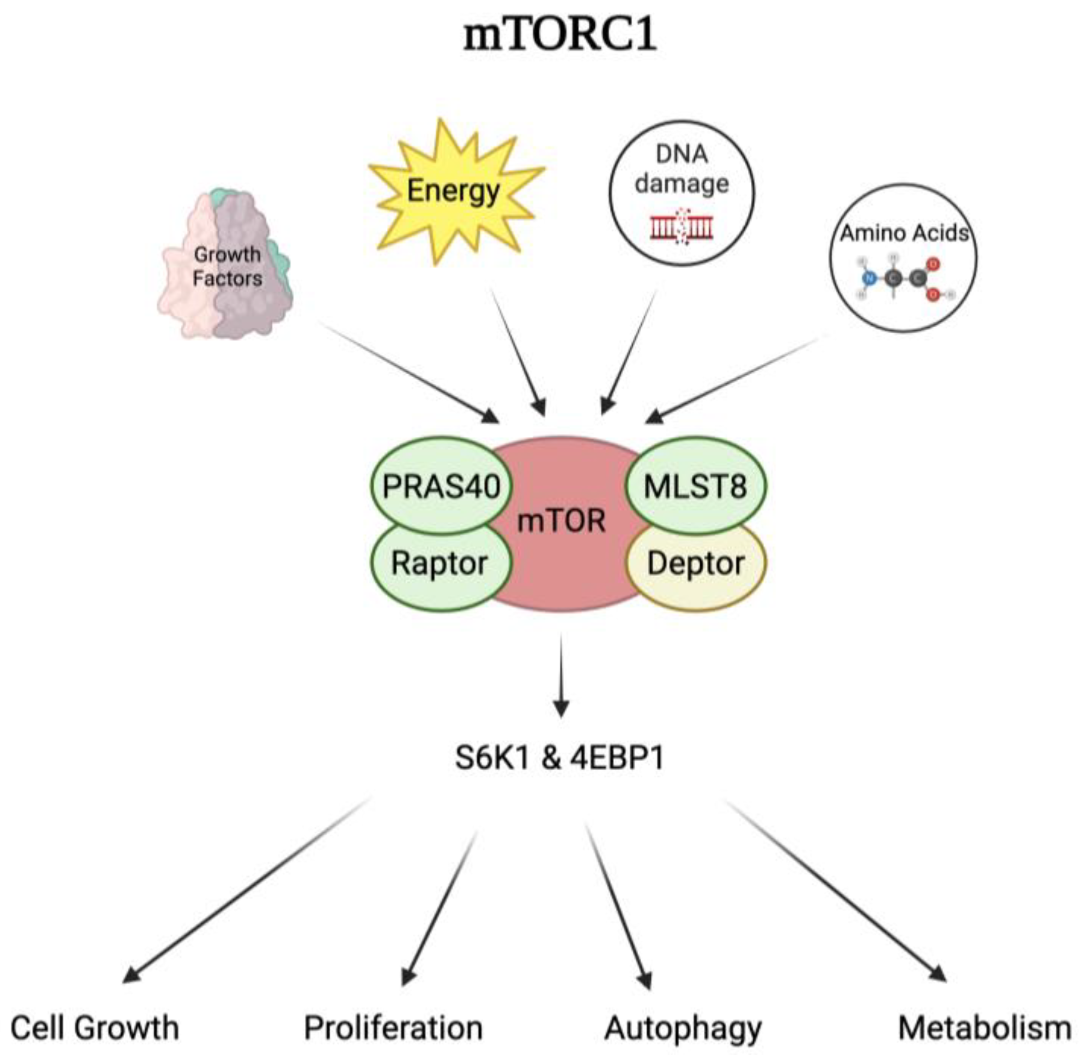 Biomedicines 12 02238 g001