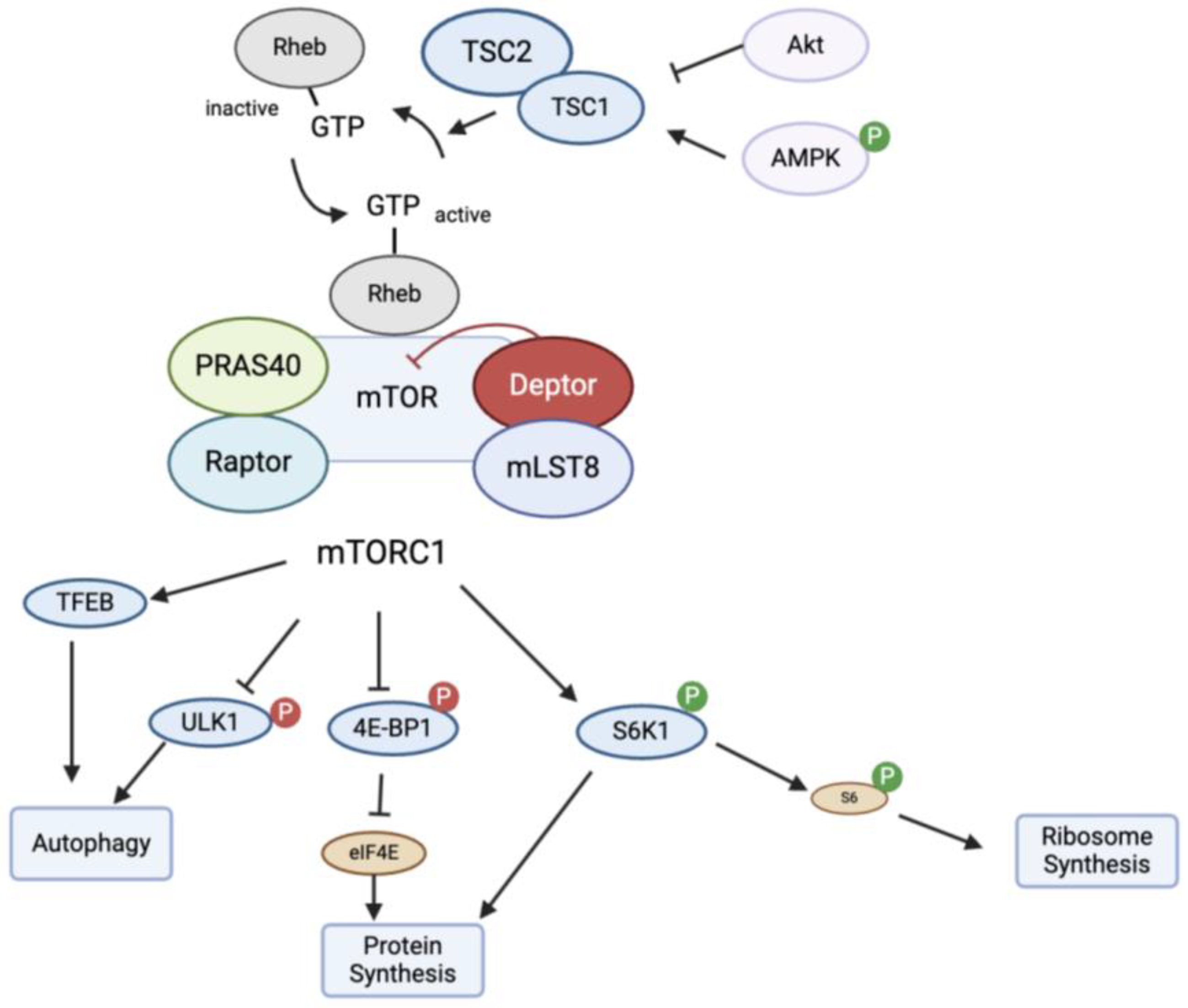 Biomedicines 12 02238 g002