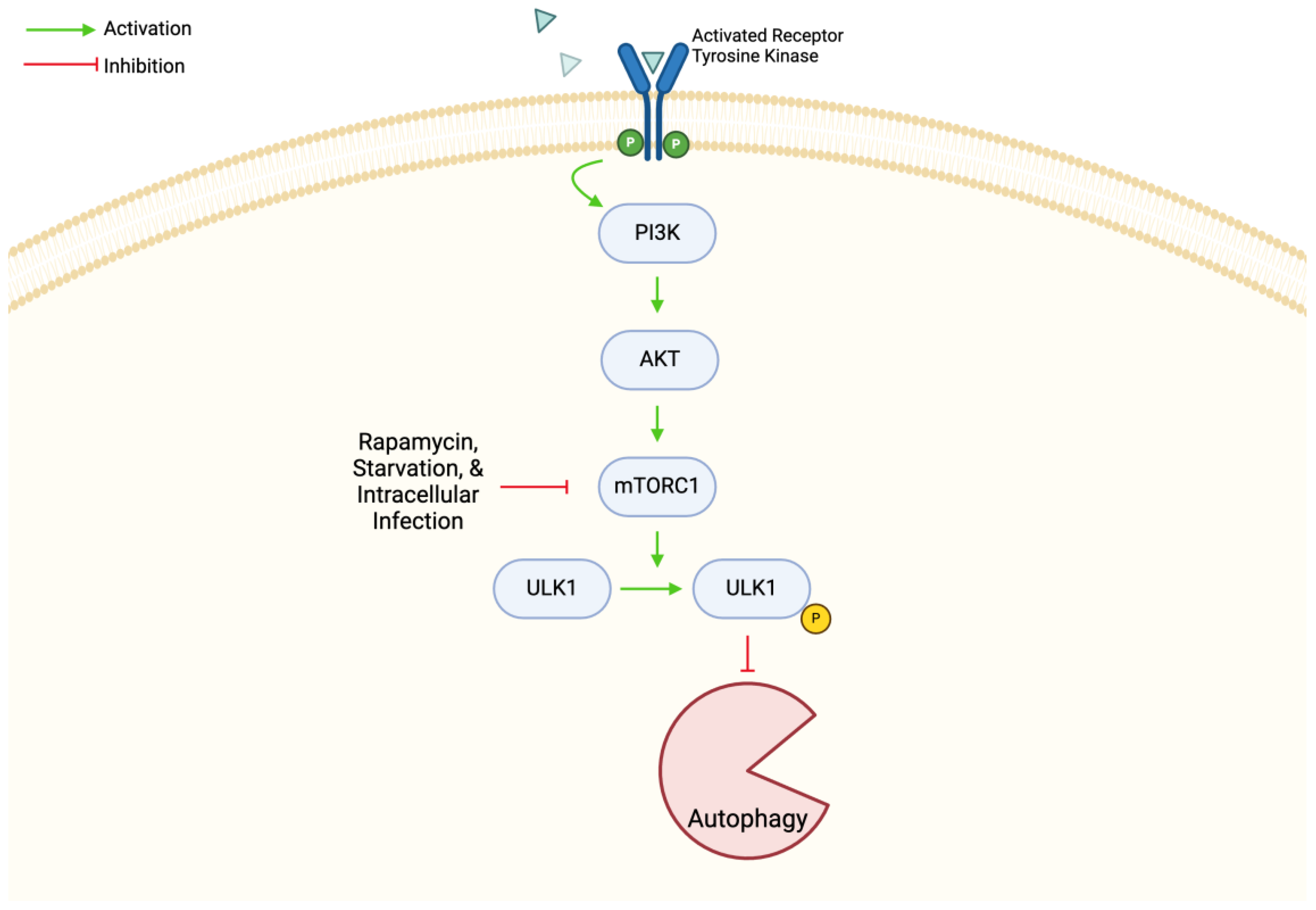 Biomedicines 12 02238 g003