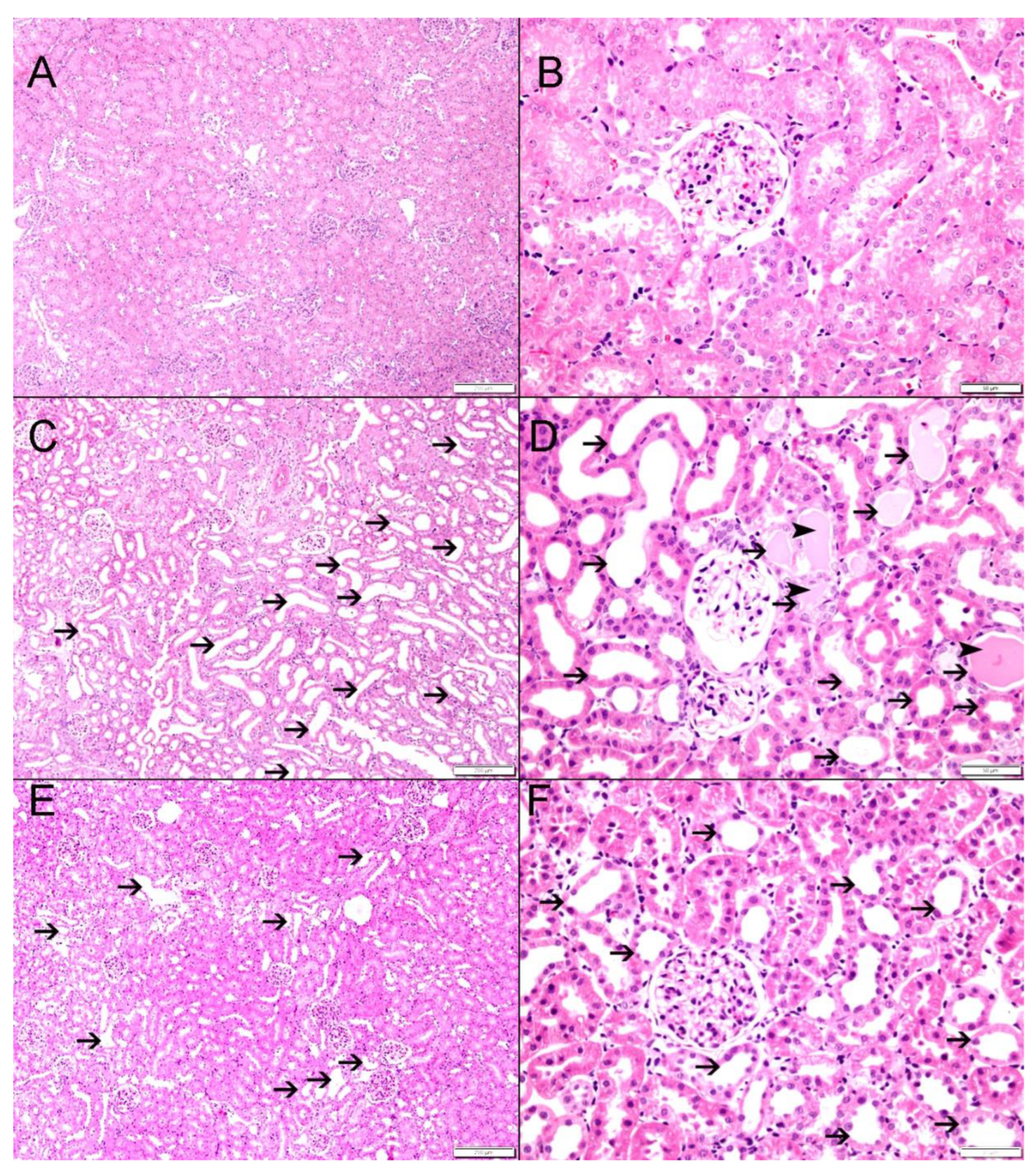 Biomedicines 12 02285 g005