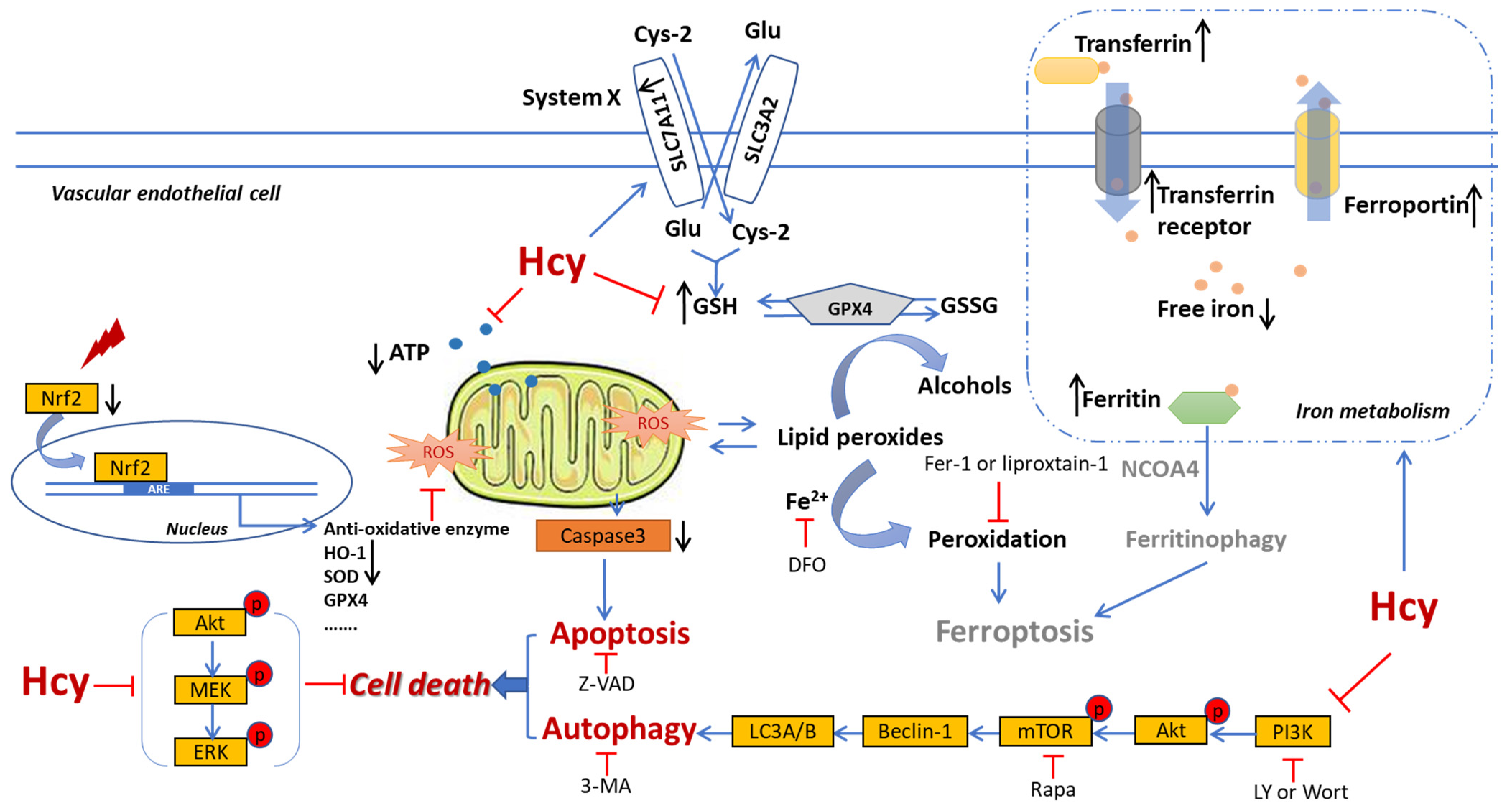 Biomedicines 12 02301 g009