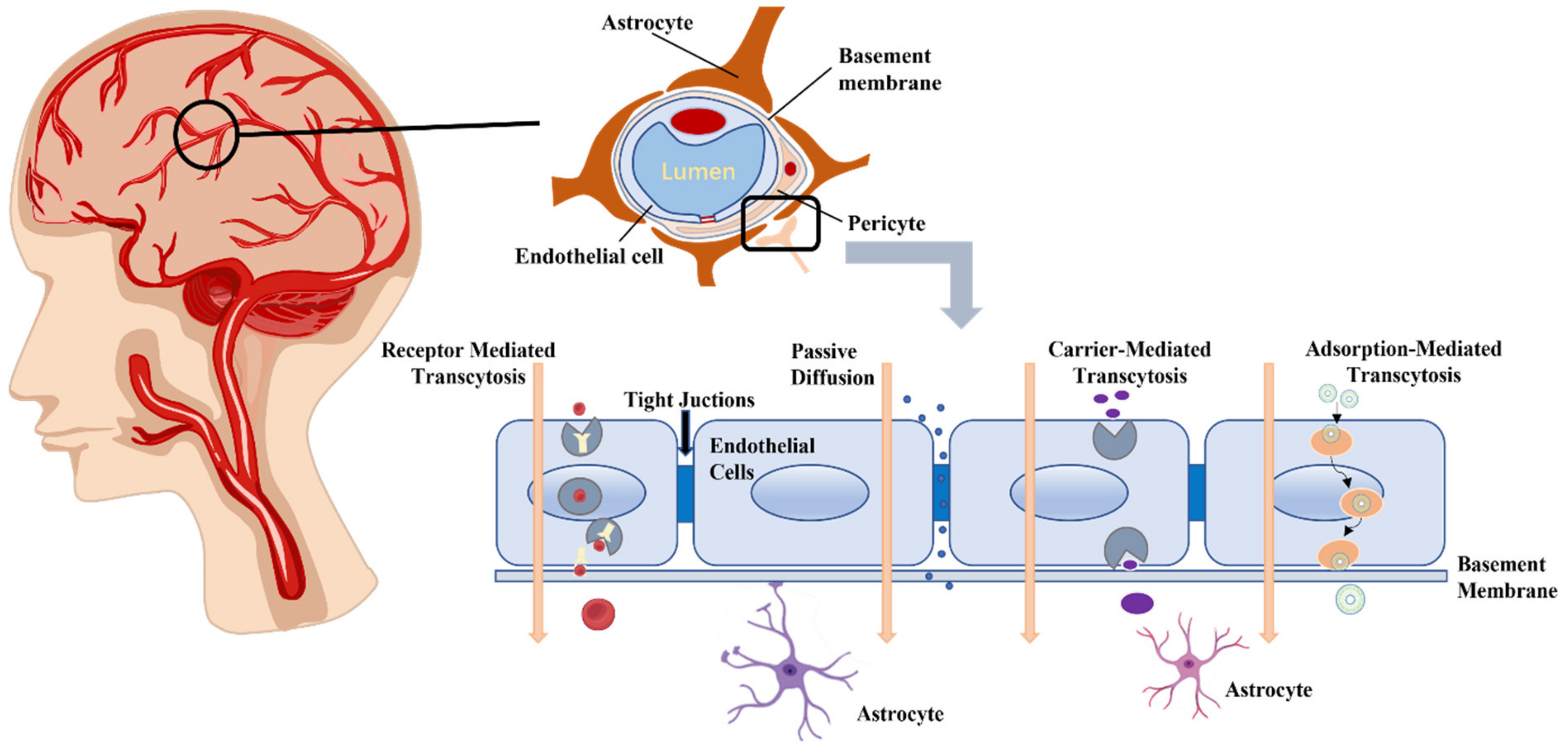 Biomedicines 12 02302 g001