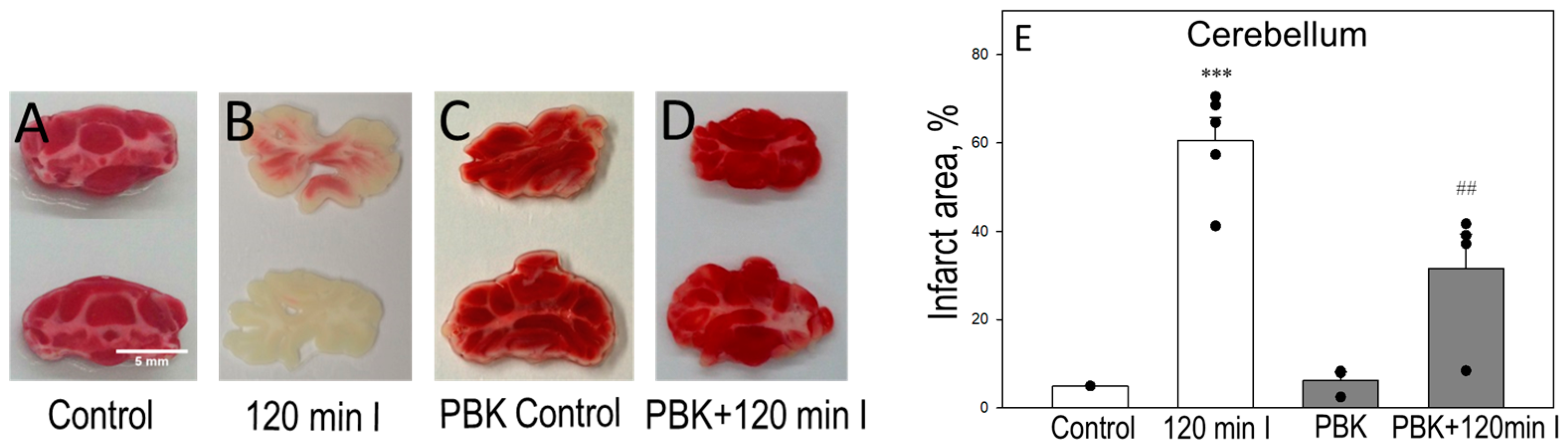 Biomedicines 12 02342 g005 Biomedicines 12 02342 g005