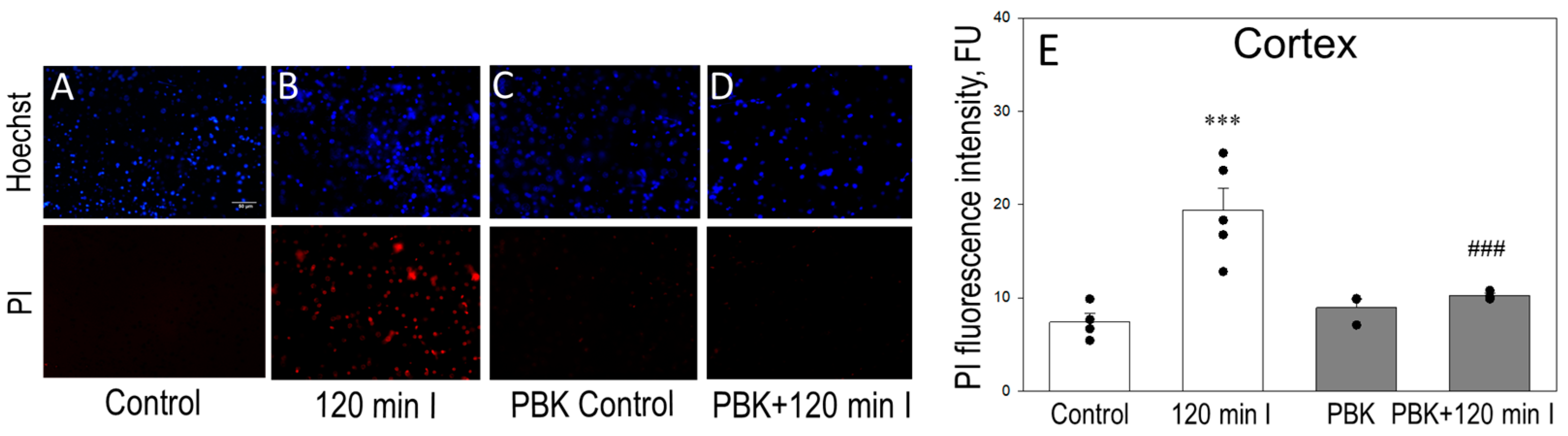 Biomedicines 12 02342 g006 Biomedicines 12 02342 g006