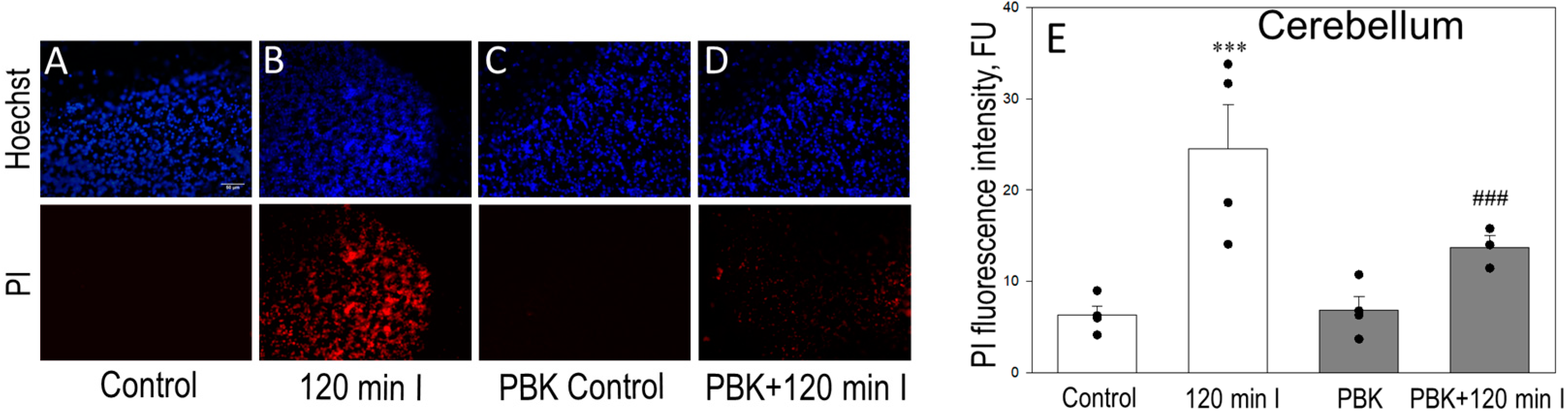 Biomedicines 12 02342 g007 Biomedicines 12 02342 g007