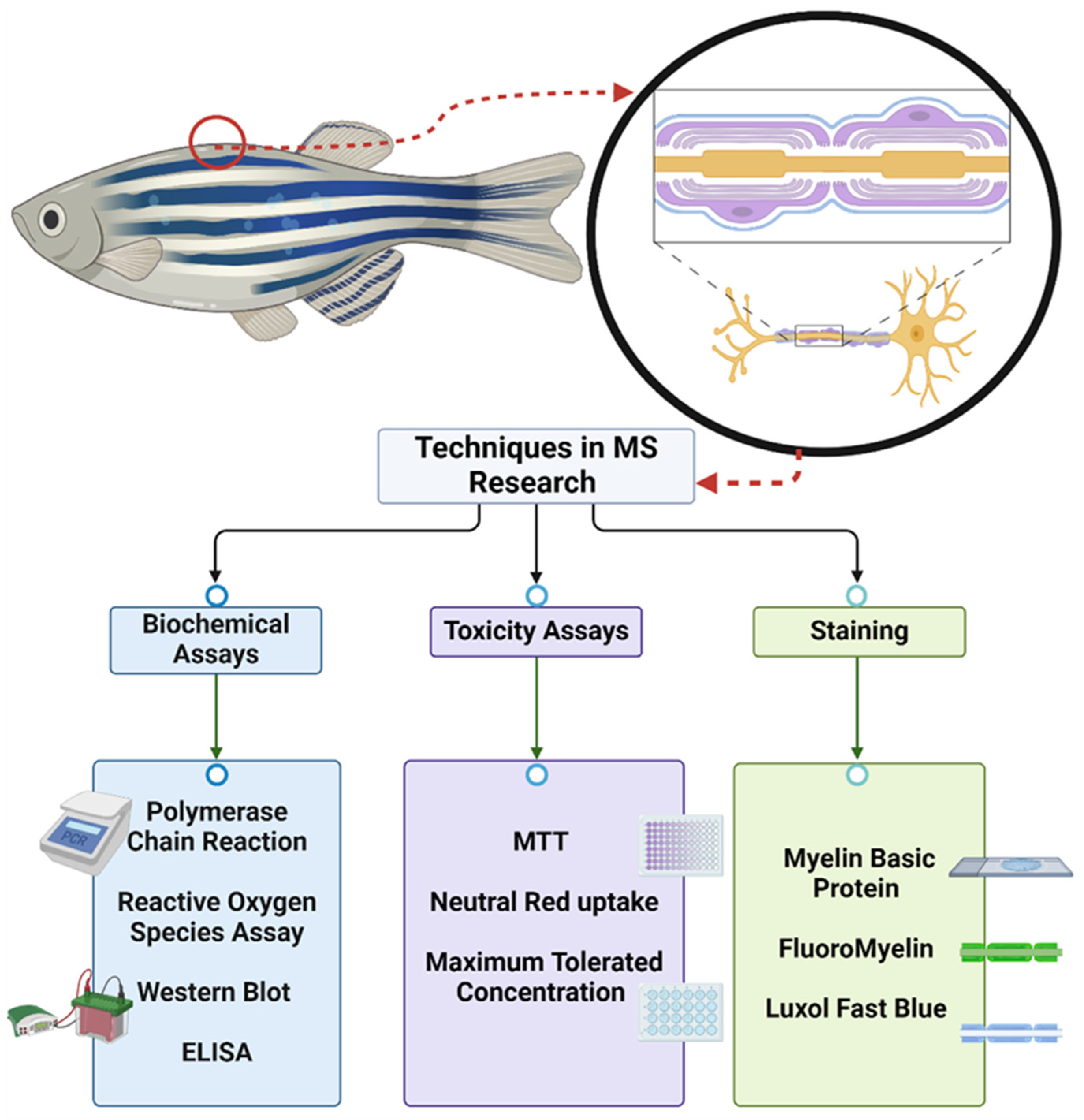 Biomedicines 12 02354 g001