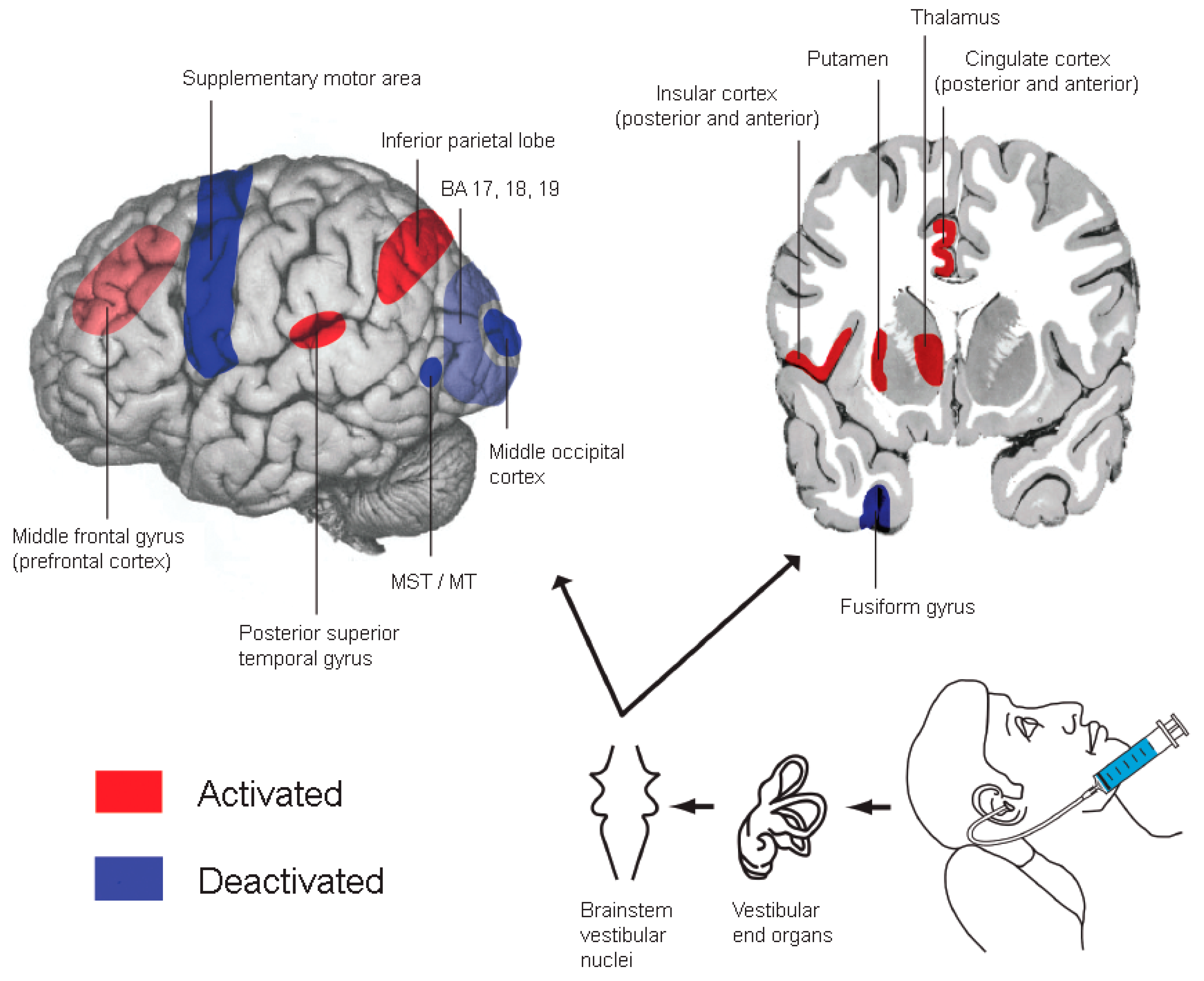 Biomedicines 12 02365 g001 Biomedicines 12 02365 g001