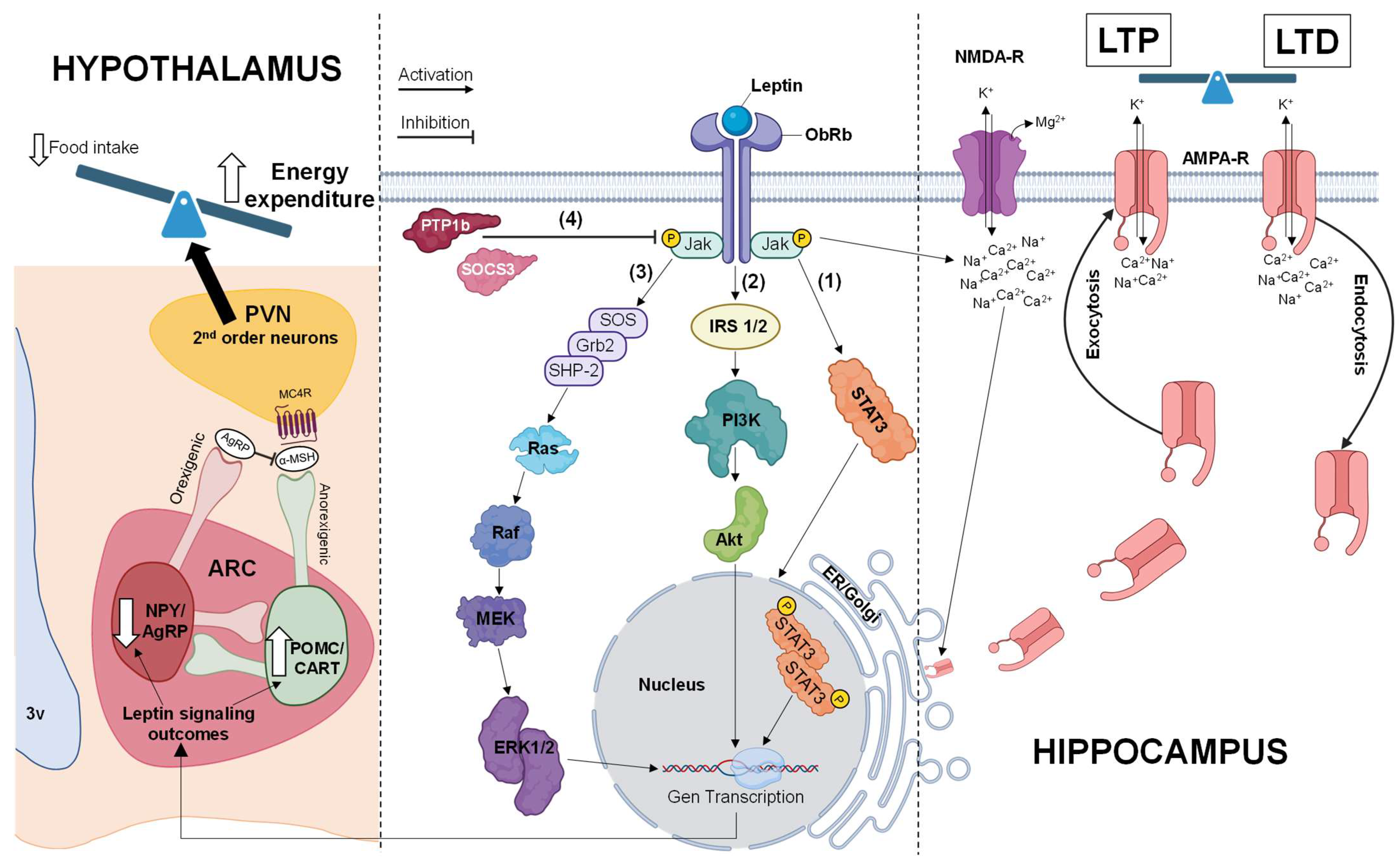 Biomedicines 12 02422 g002