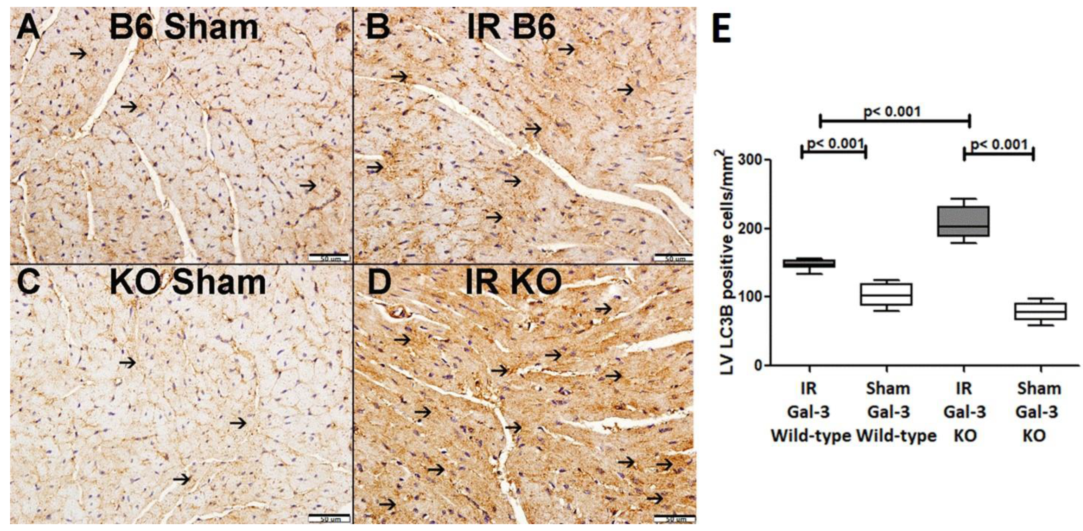 Biomedicines 12 02474 g005