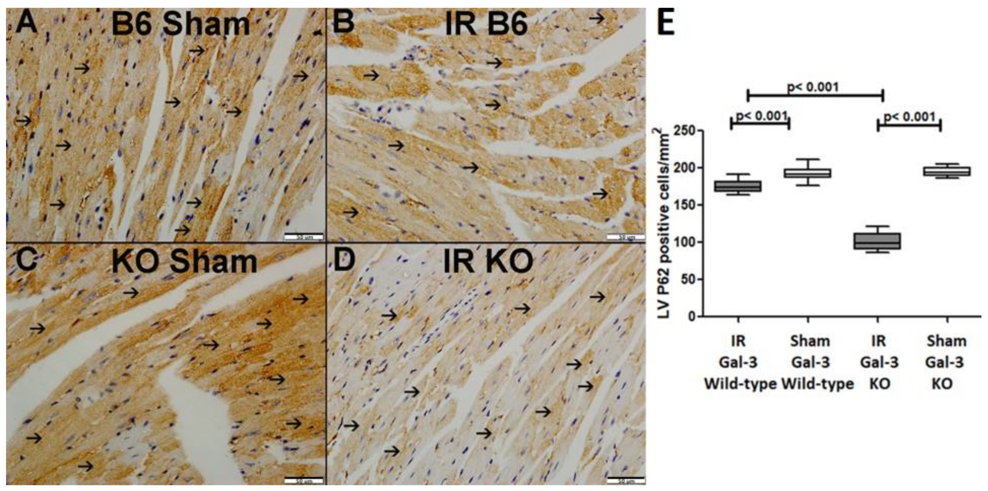 Biomedicines 12 02474 g006