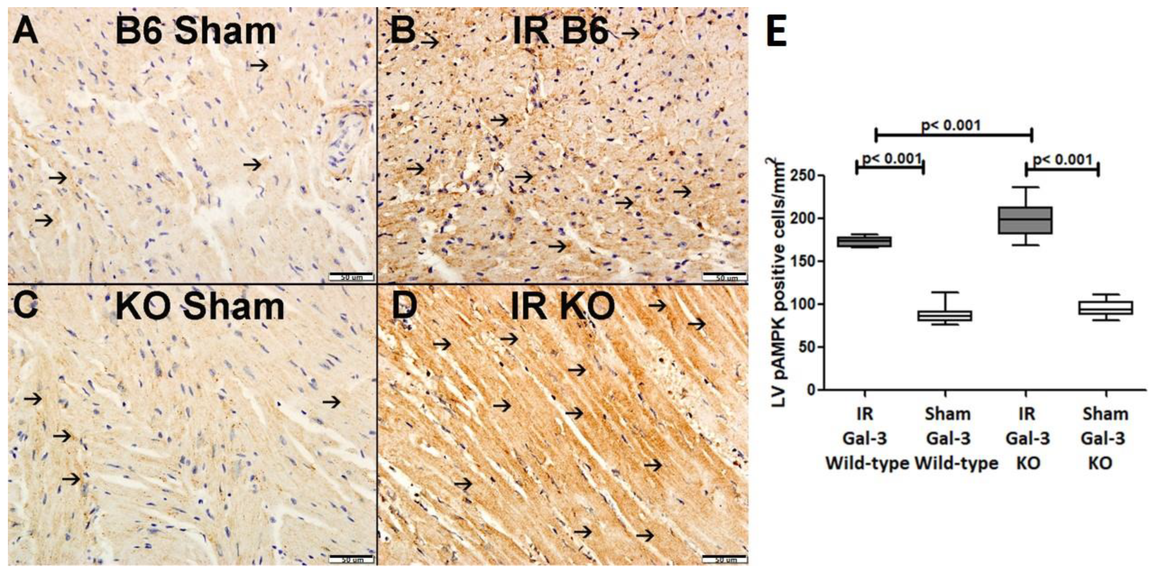 Biomedicines 12 02474 g008
