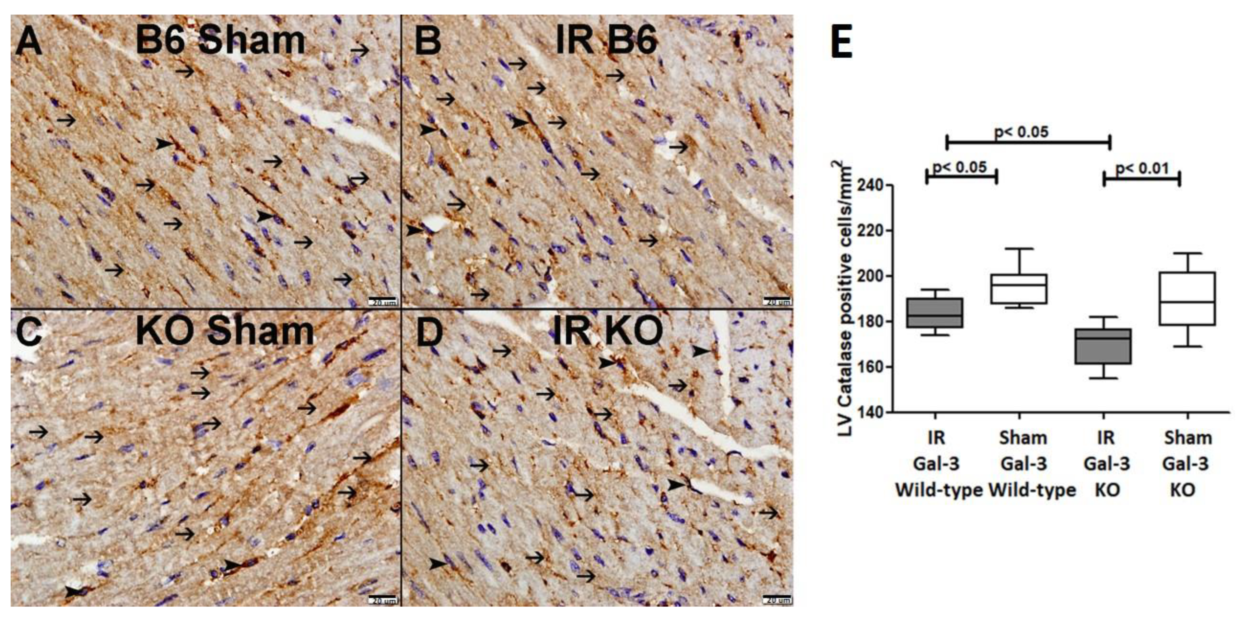 Biomedicines 12 02474 g012