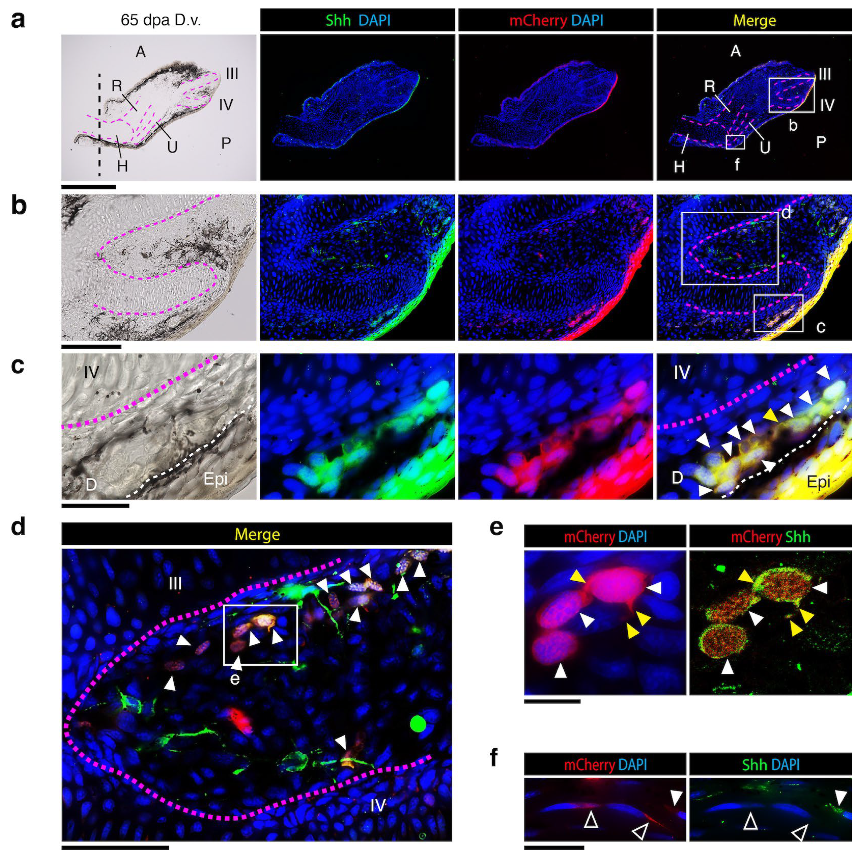 Biomedicines 12 02505 g005