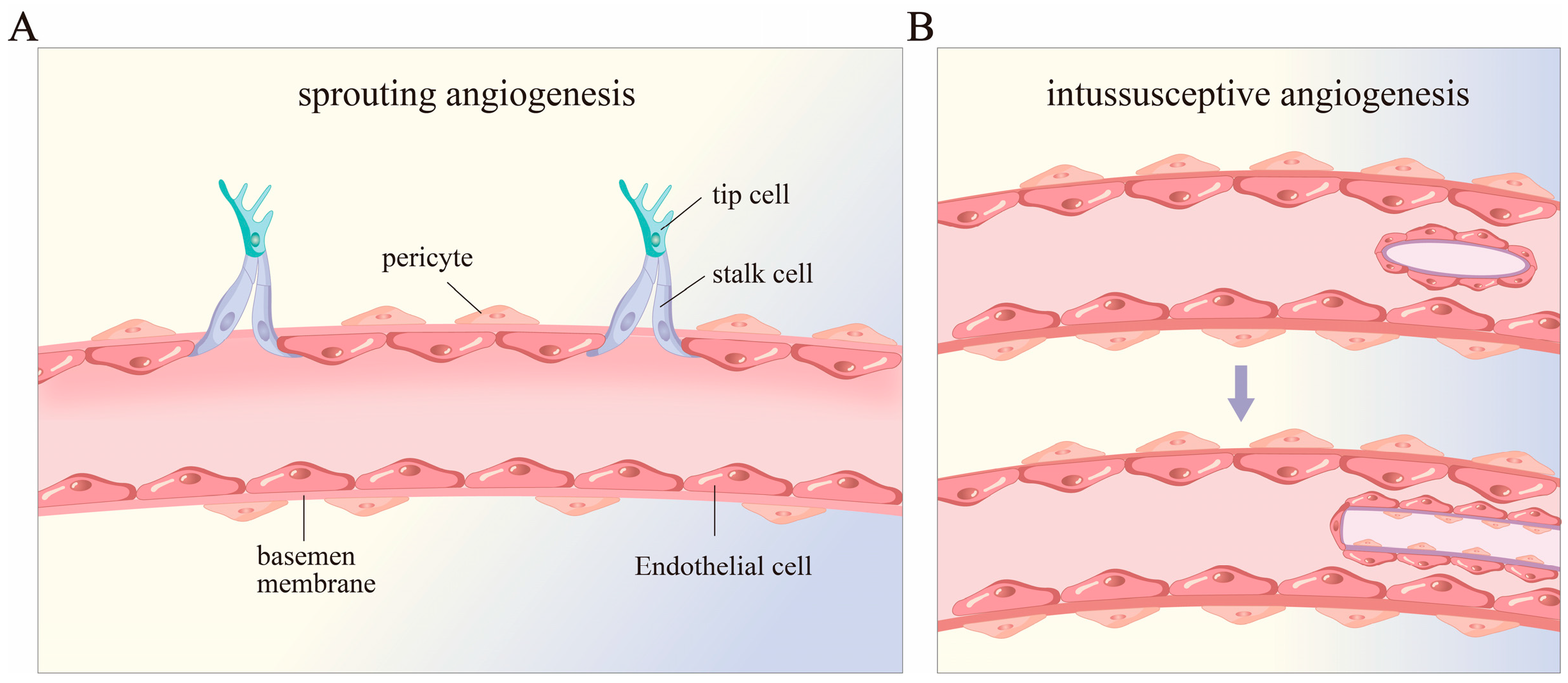 Biomedicines 12 02577 g001