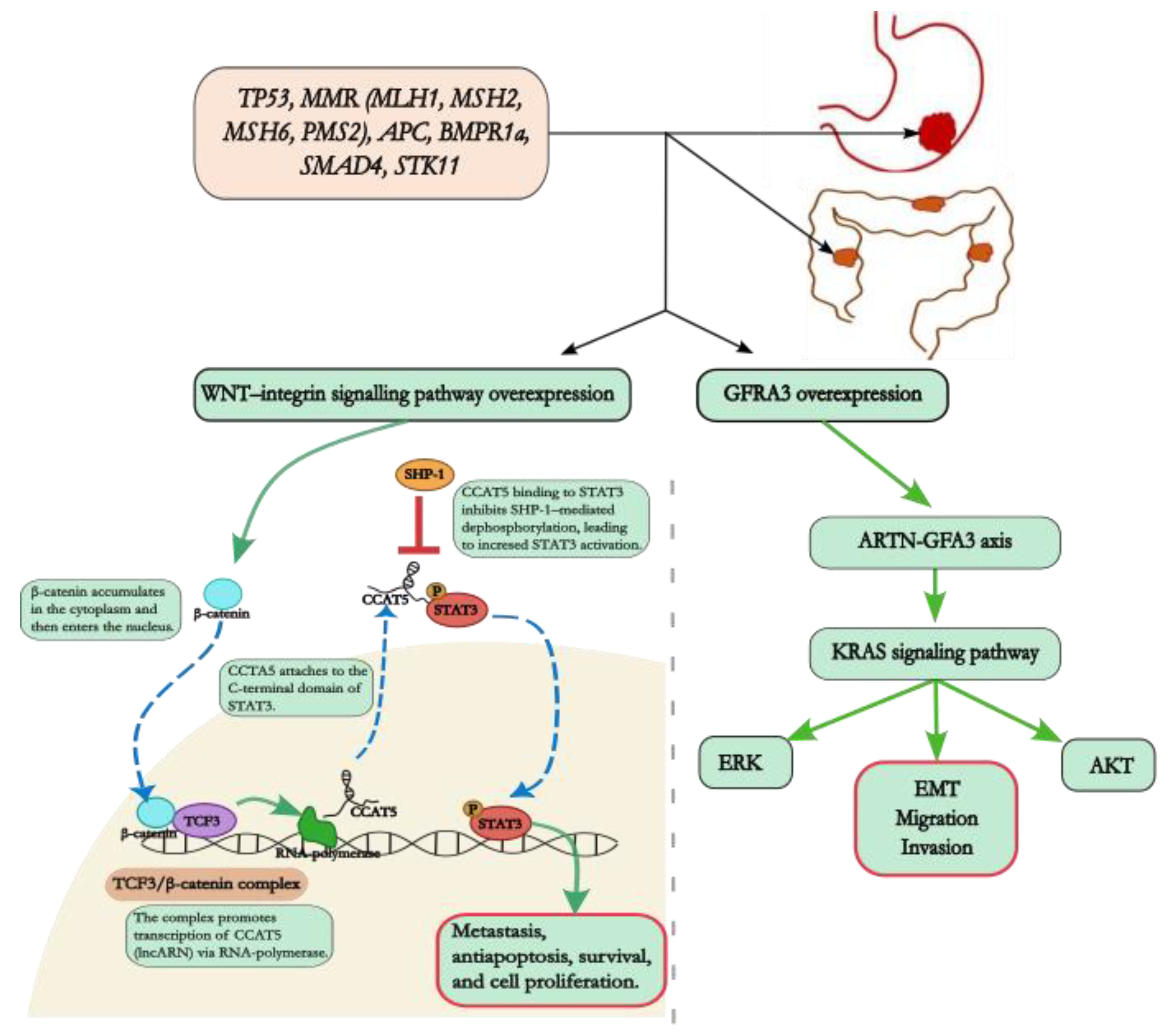 Biomedicines 12 02655 g001