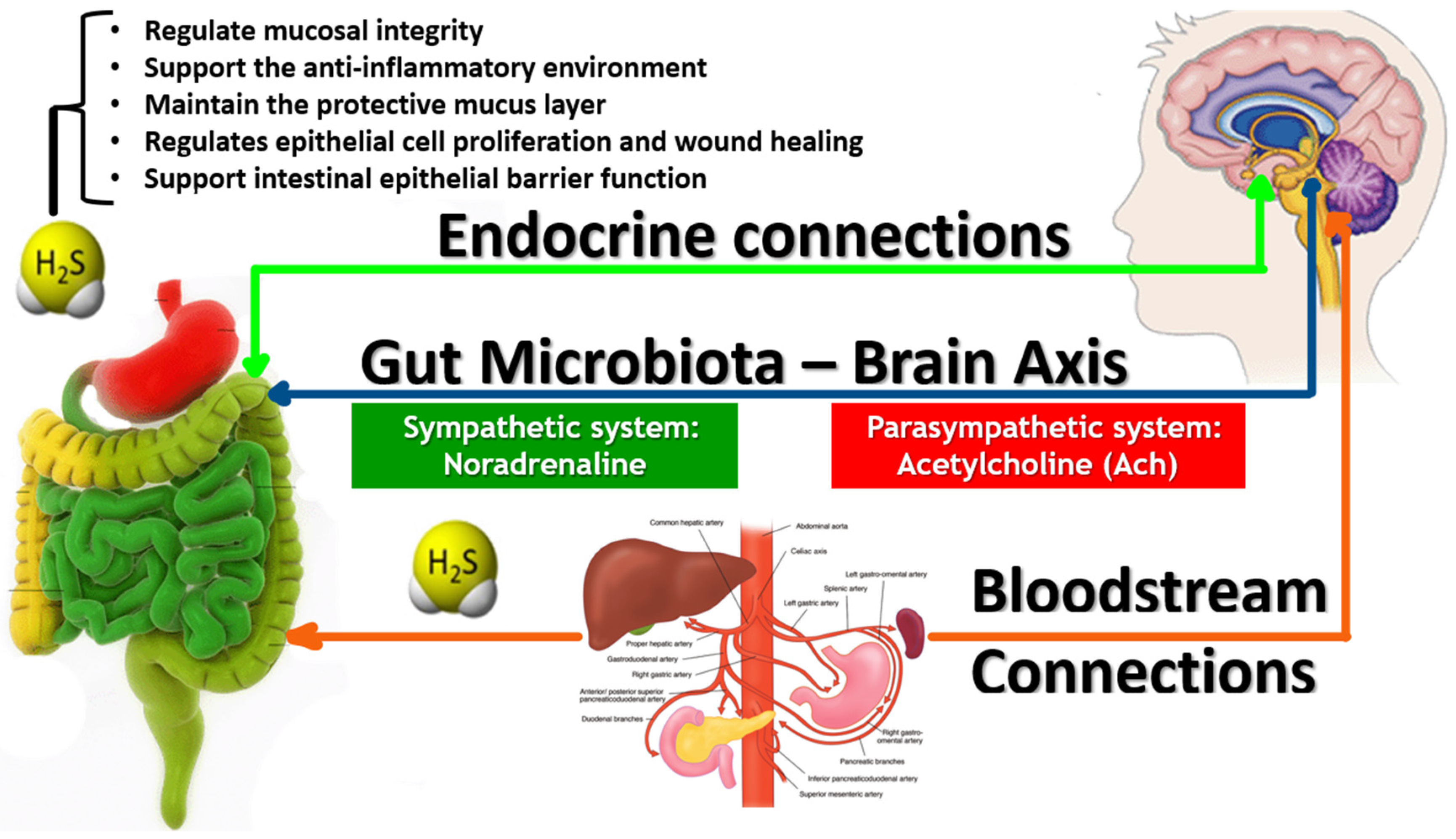 Biomedicines 12 02670 g003